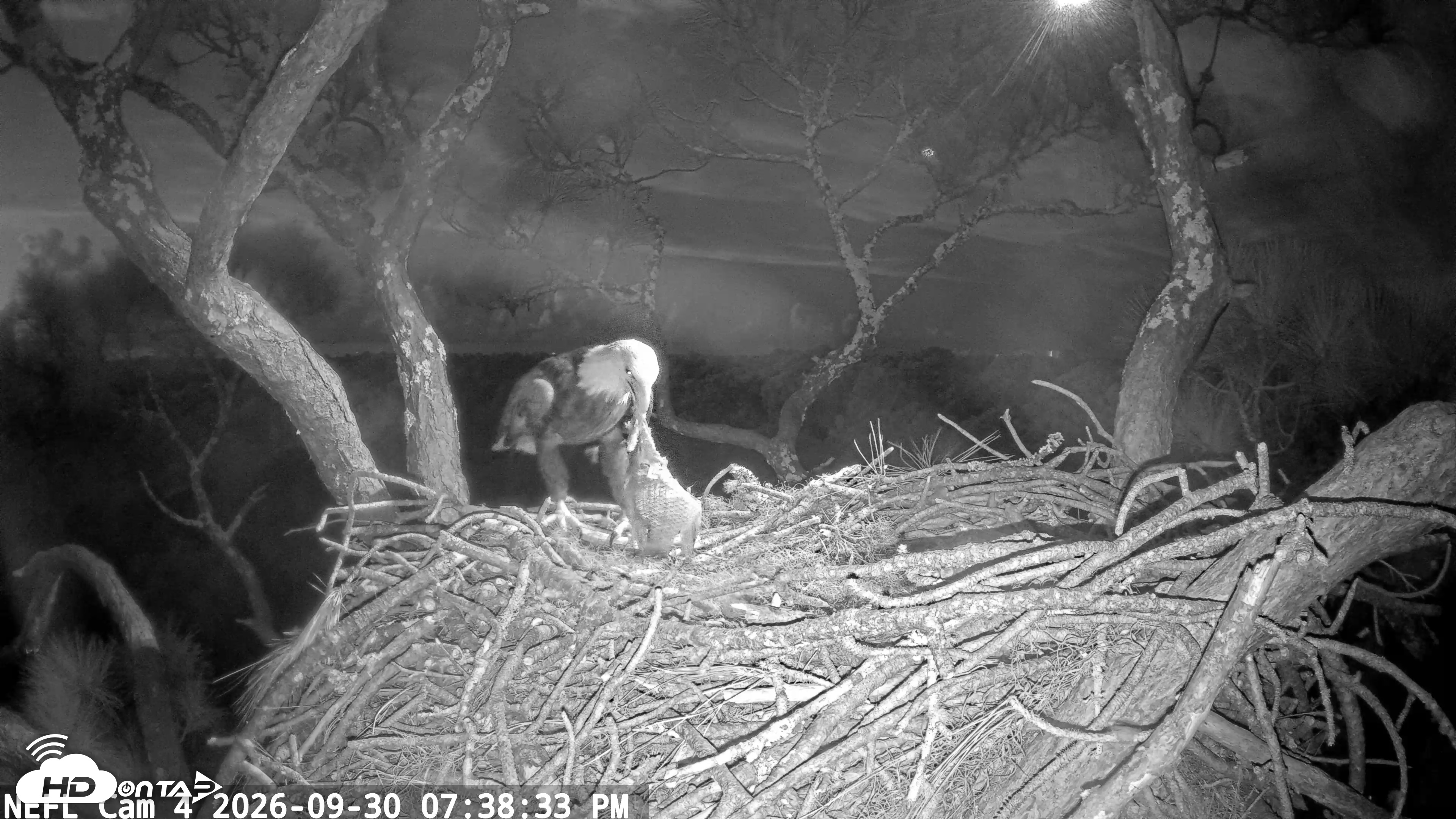 Snapshot of NE Florida Eagles Live Webcam taken Sep 30, 2026, 7:39pm EDT