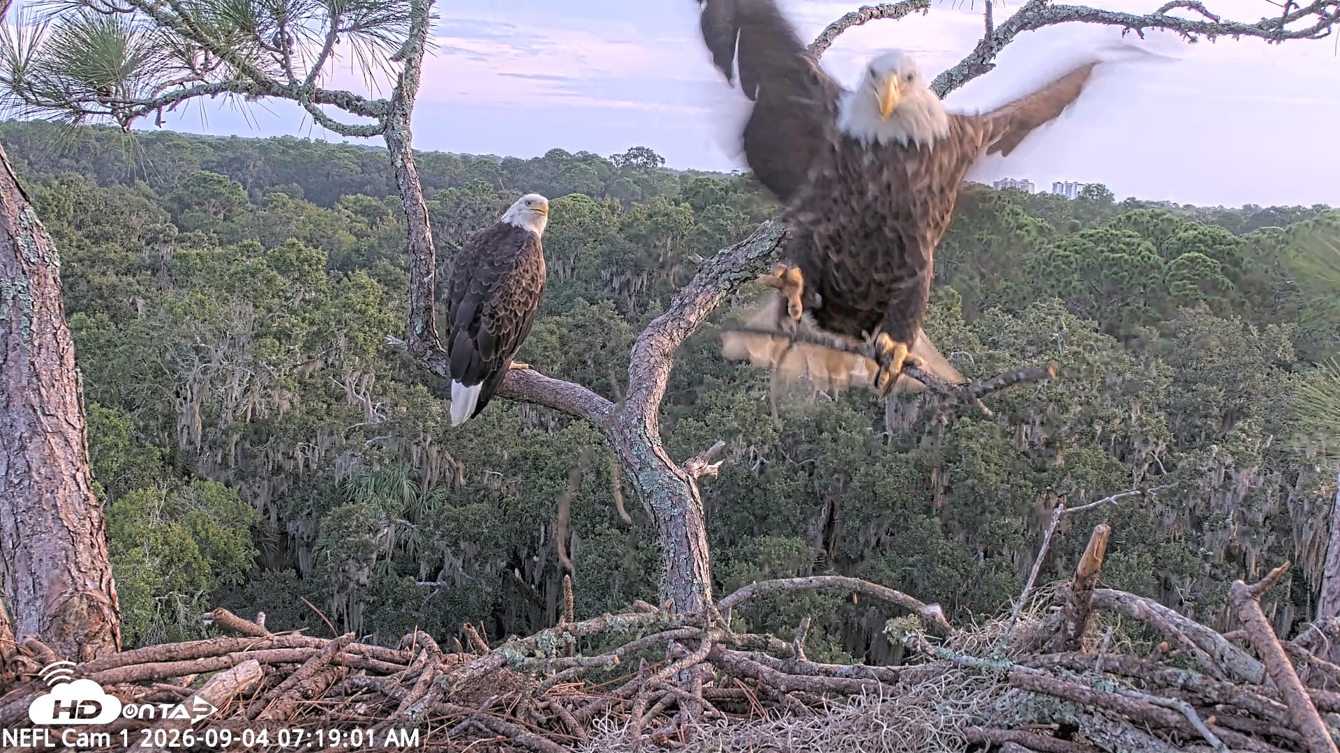 Snapshot of NE Florida Eagles Live Webcam taken Sep 4, 2026, 7:19am EDT