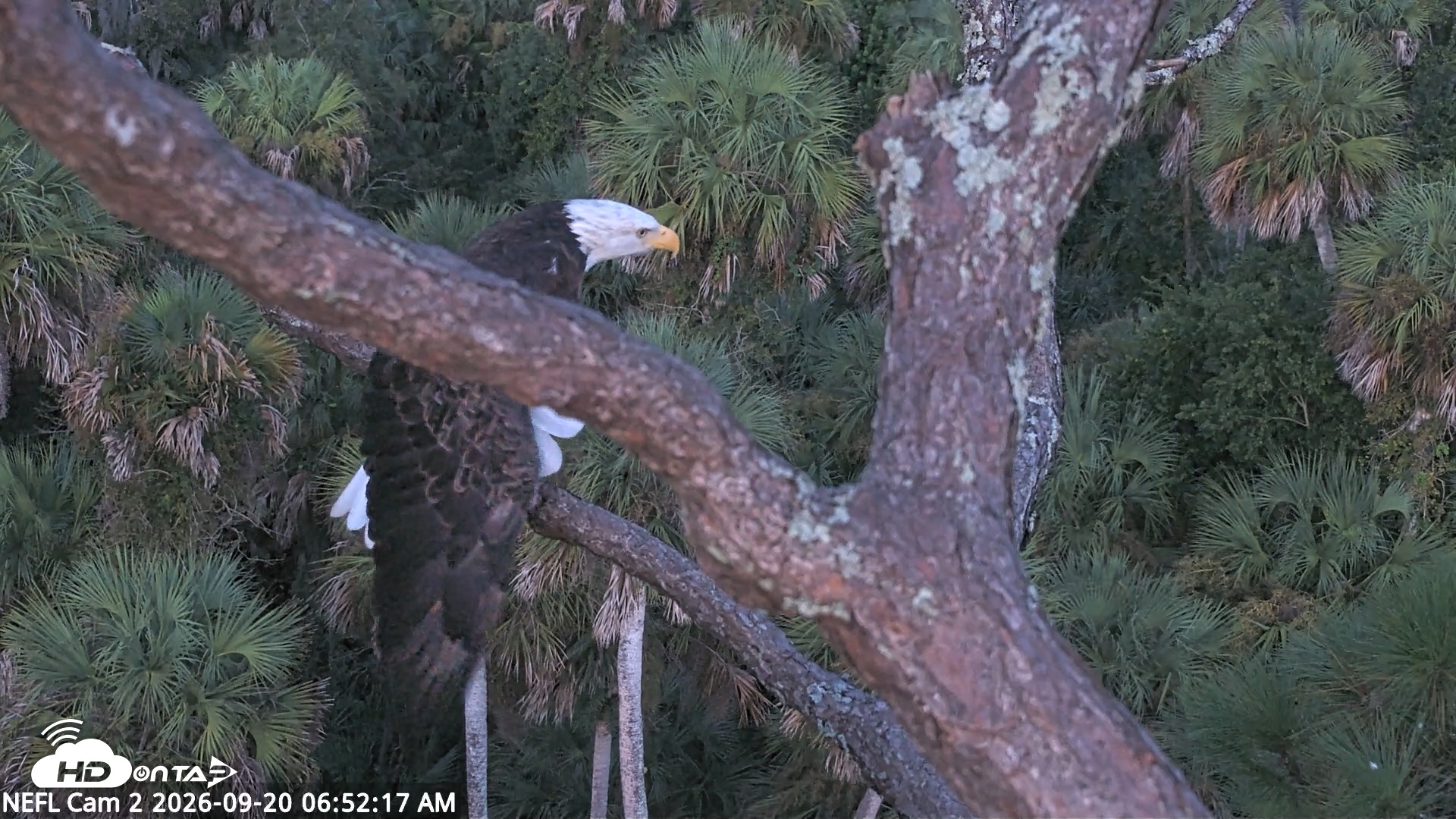 Snapshot of NE Florida Eagles Live Webcam taken Sep 20, 2026, 6:53am EDT