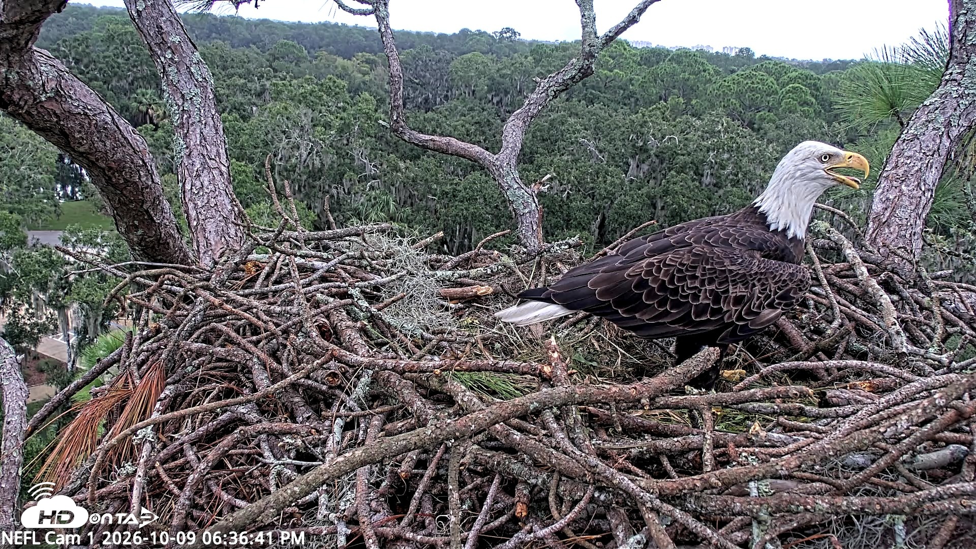 Snapshot of NE Florida Eagles Live Webcam taken Oct 9, 2026, 6:37pm EDT