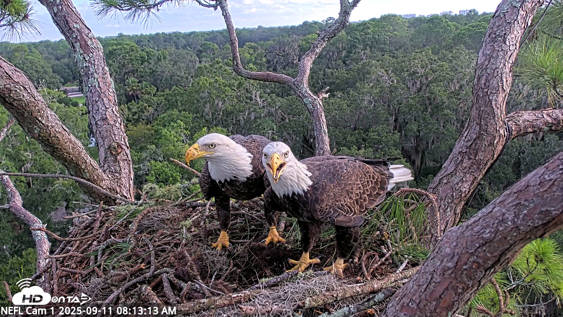 Snapshot of NE Florida Eagles Live Webcam taken Sep 11, 2025, 8:14am EDT