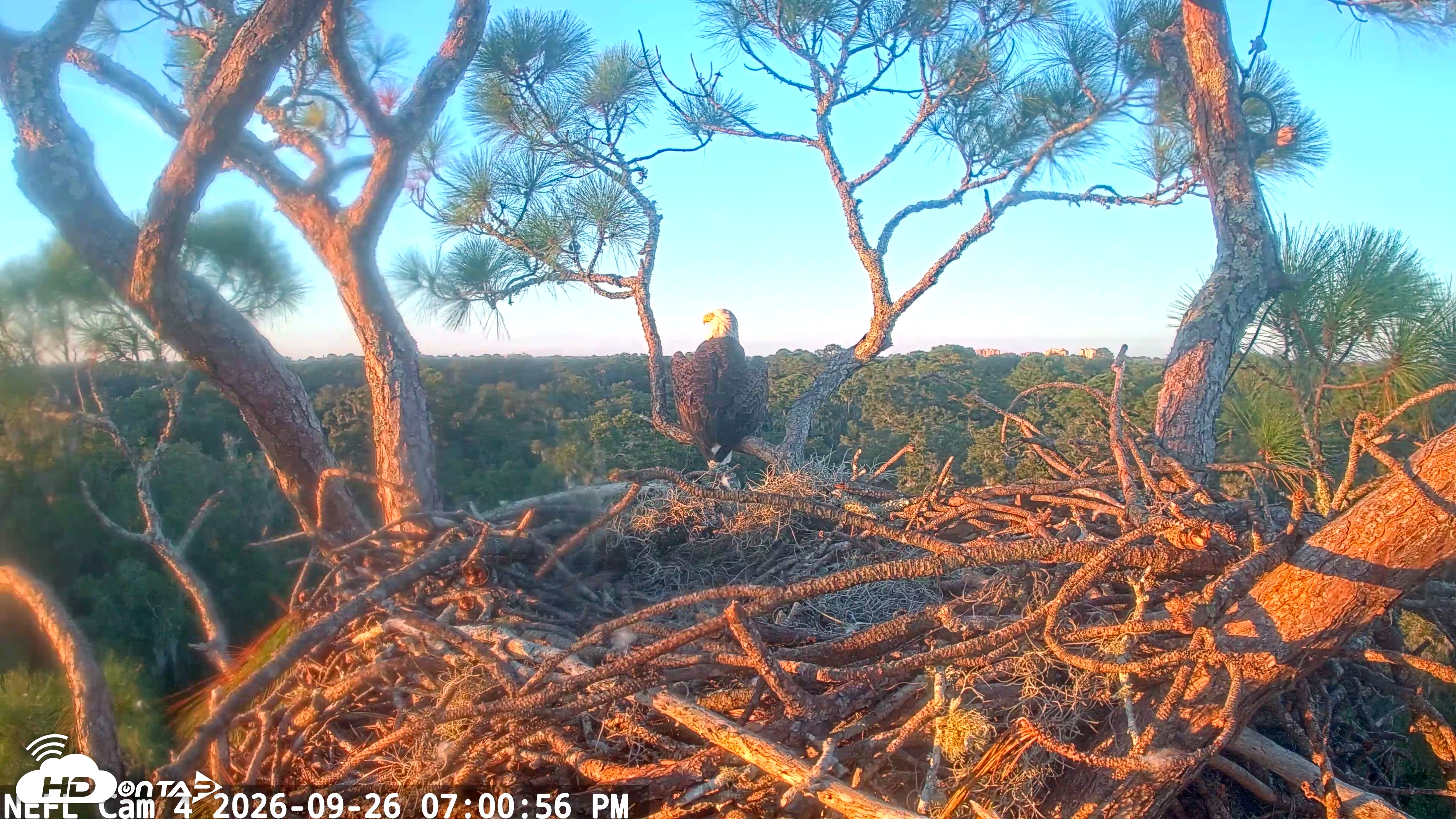 Snapshot of NE Florida Eagles Live Webcam taken Sep 26, 2026, 7:01pm EDT