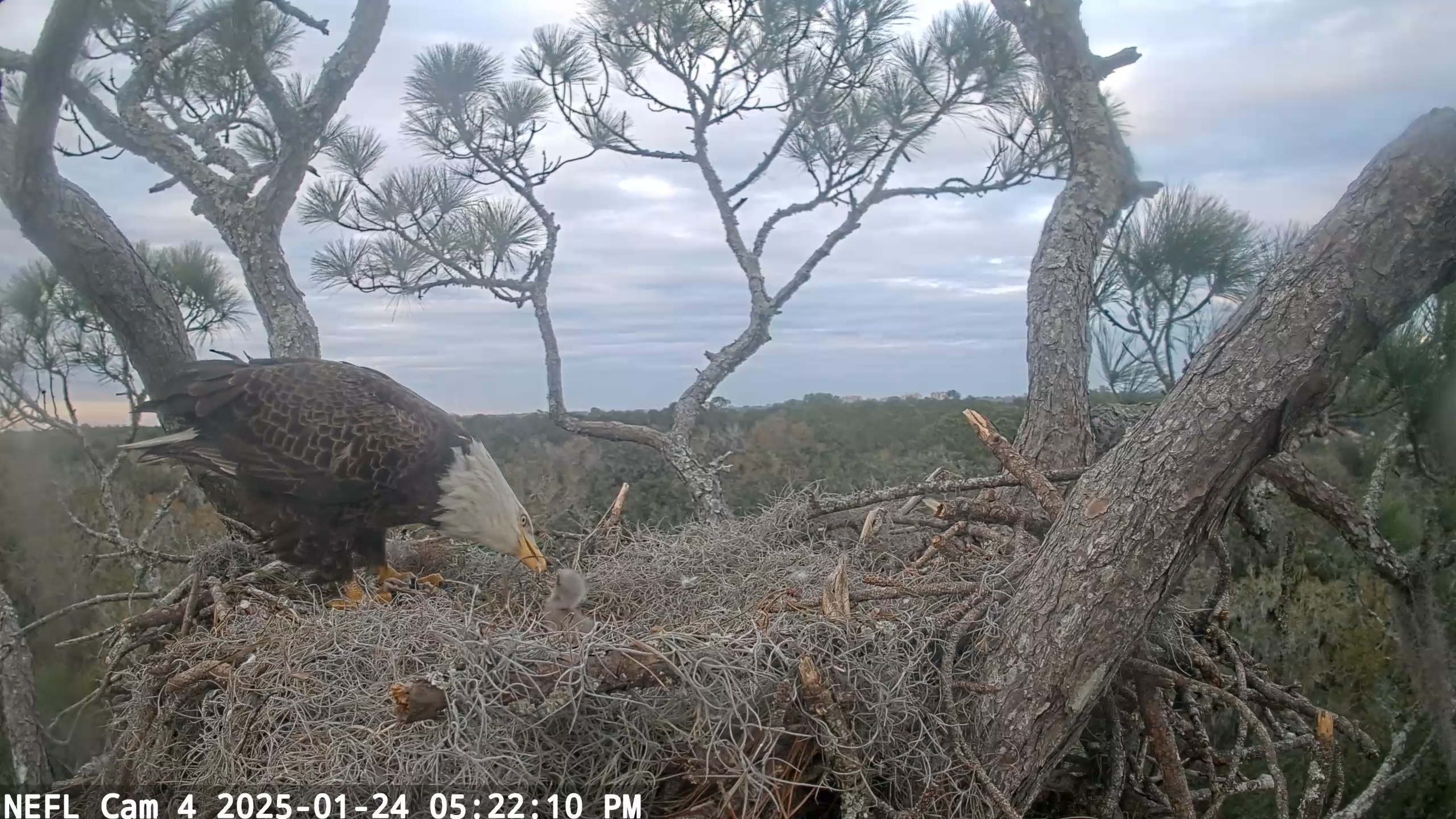 Snapshot of NE Florida Eagles Live Webcam taken Jan 24, 2025, 5:22pm EST