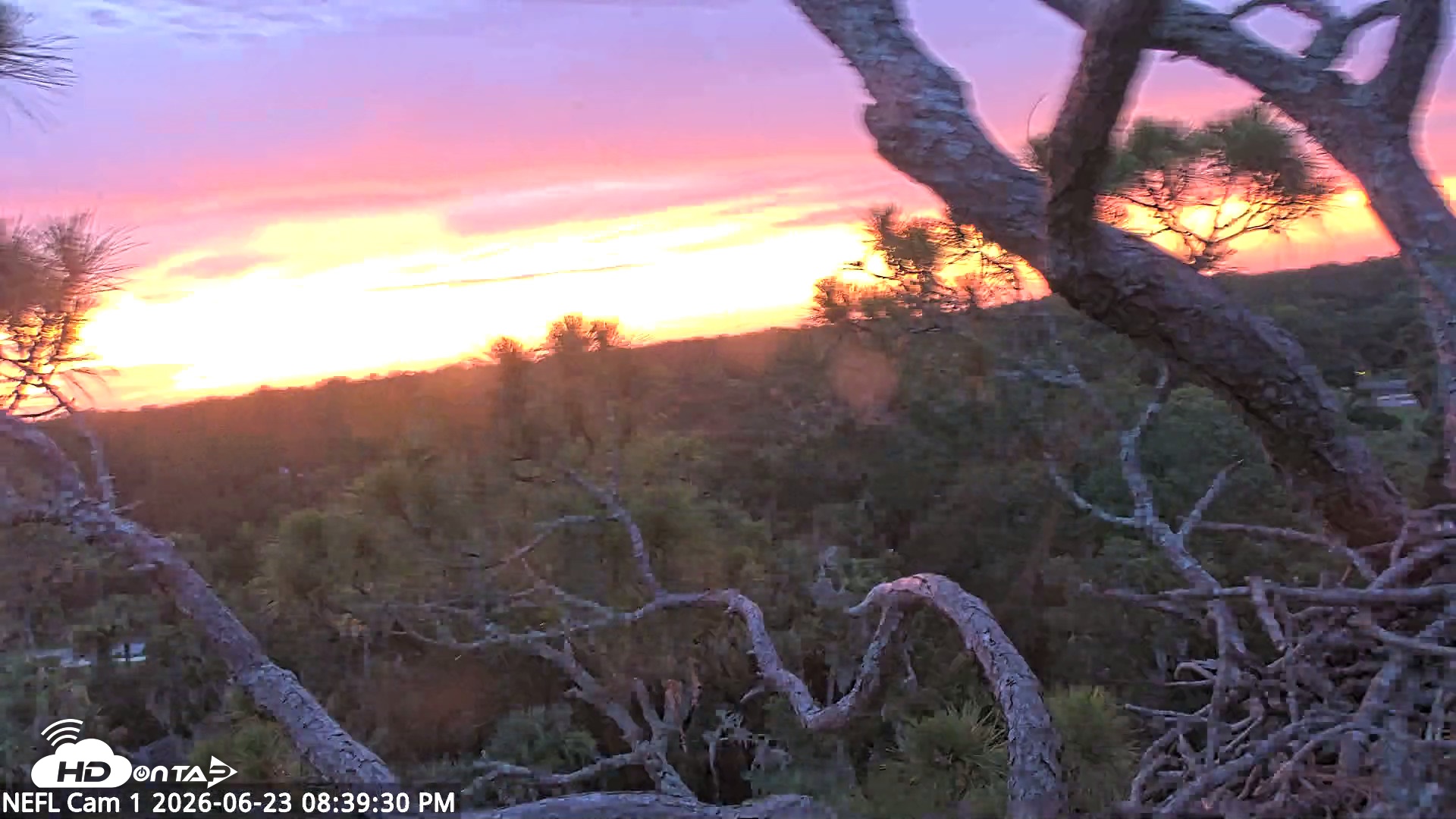 Snapshot of NE Florida Eagles Live Webcam taken Jun 23, 2026, 8:40pm EDT