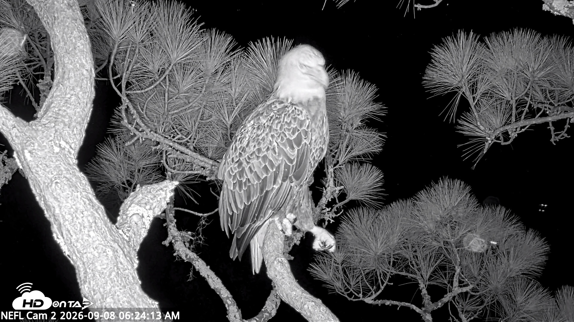 Snapshot of NE Florida Eagles Live Webcam taken Sep 8, 2026, 6:25am EDT