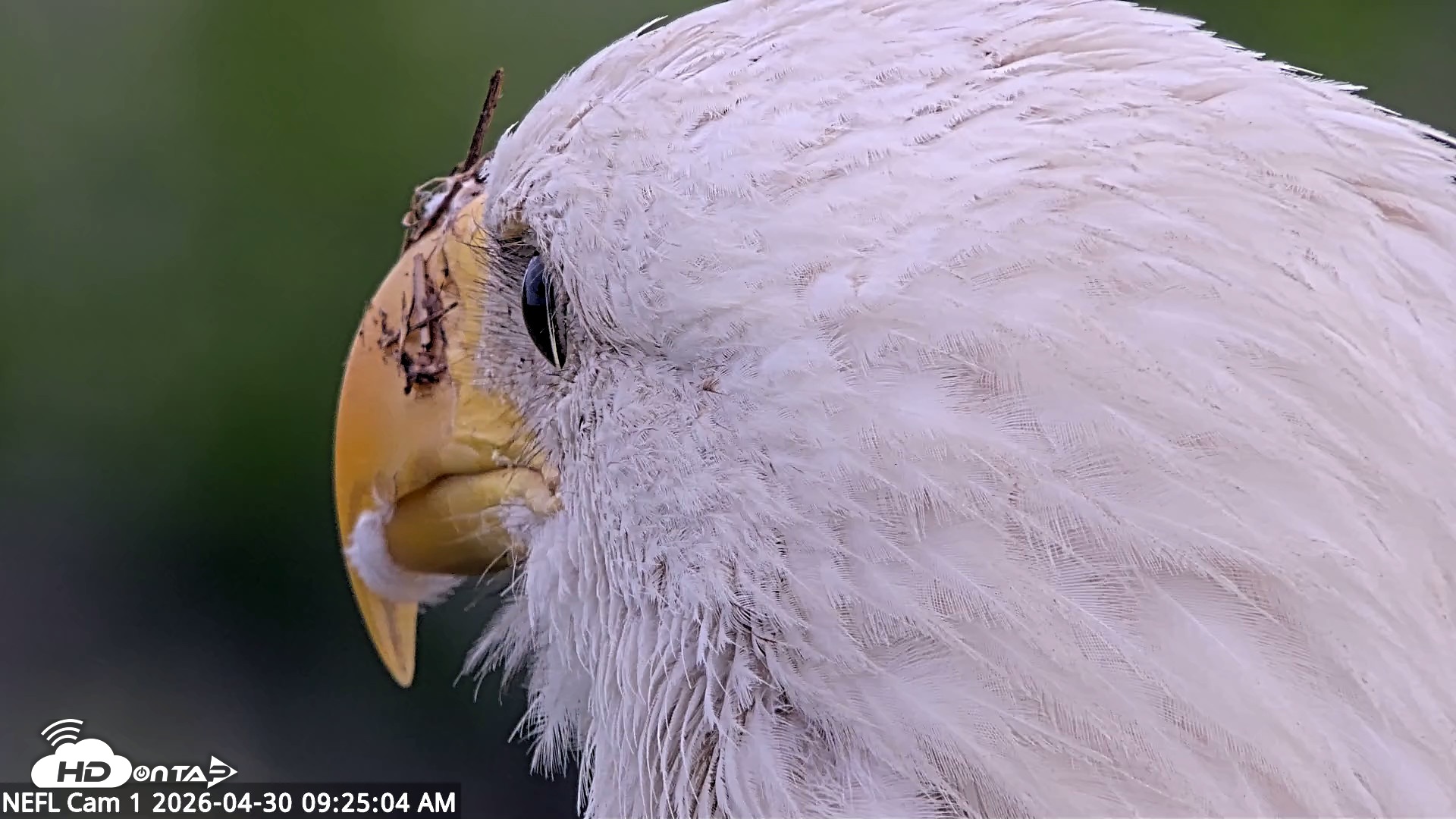 Snapshot of NE Florida Eagles Live Webcam taken Apr 30, 2026, 9:25am EDT