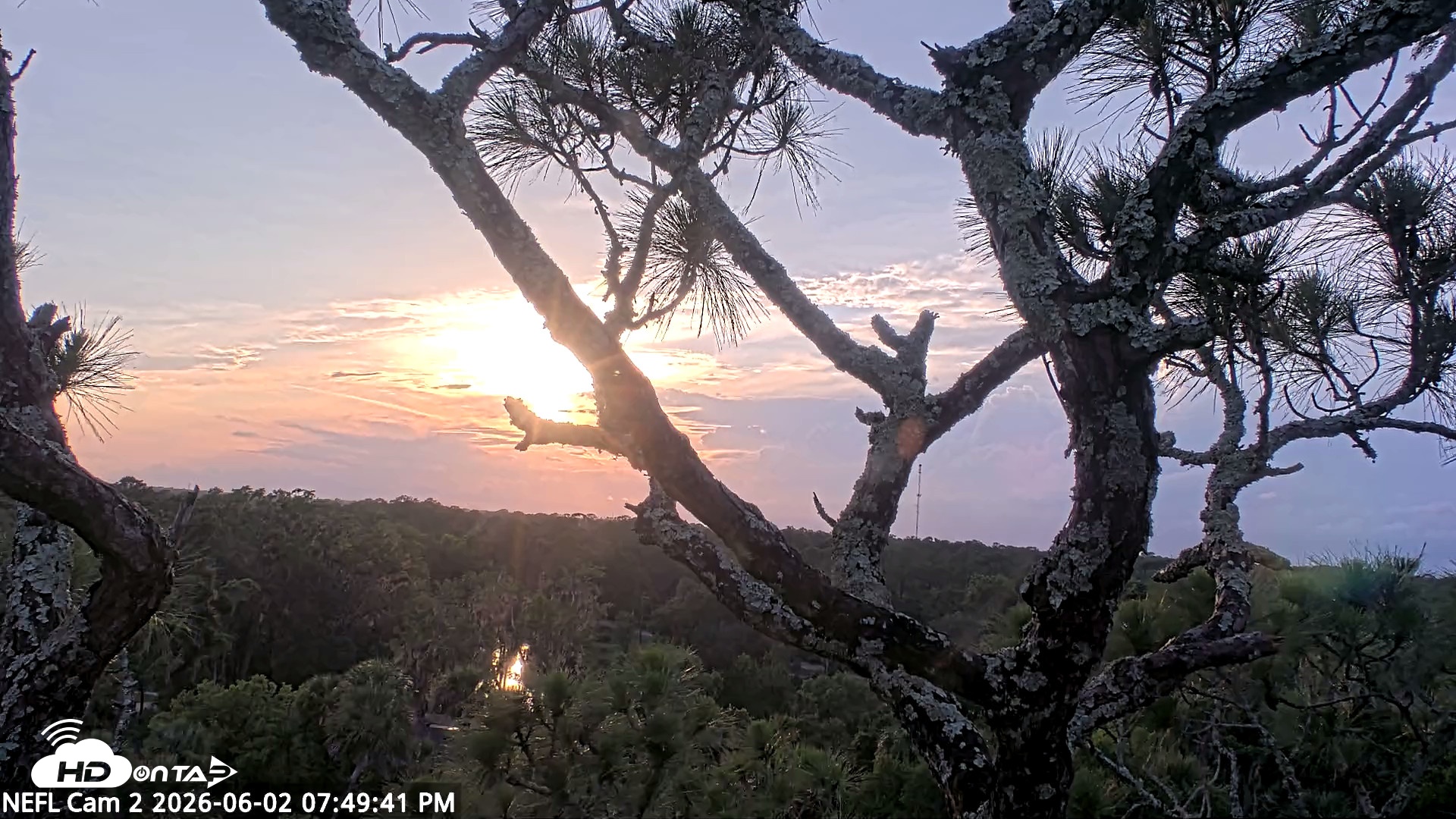 Snapshot of NE Florida Eagles Live Webcam taken Jun 2, 2026, 7:50pm EDT