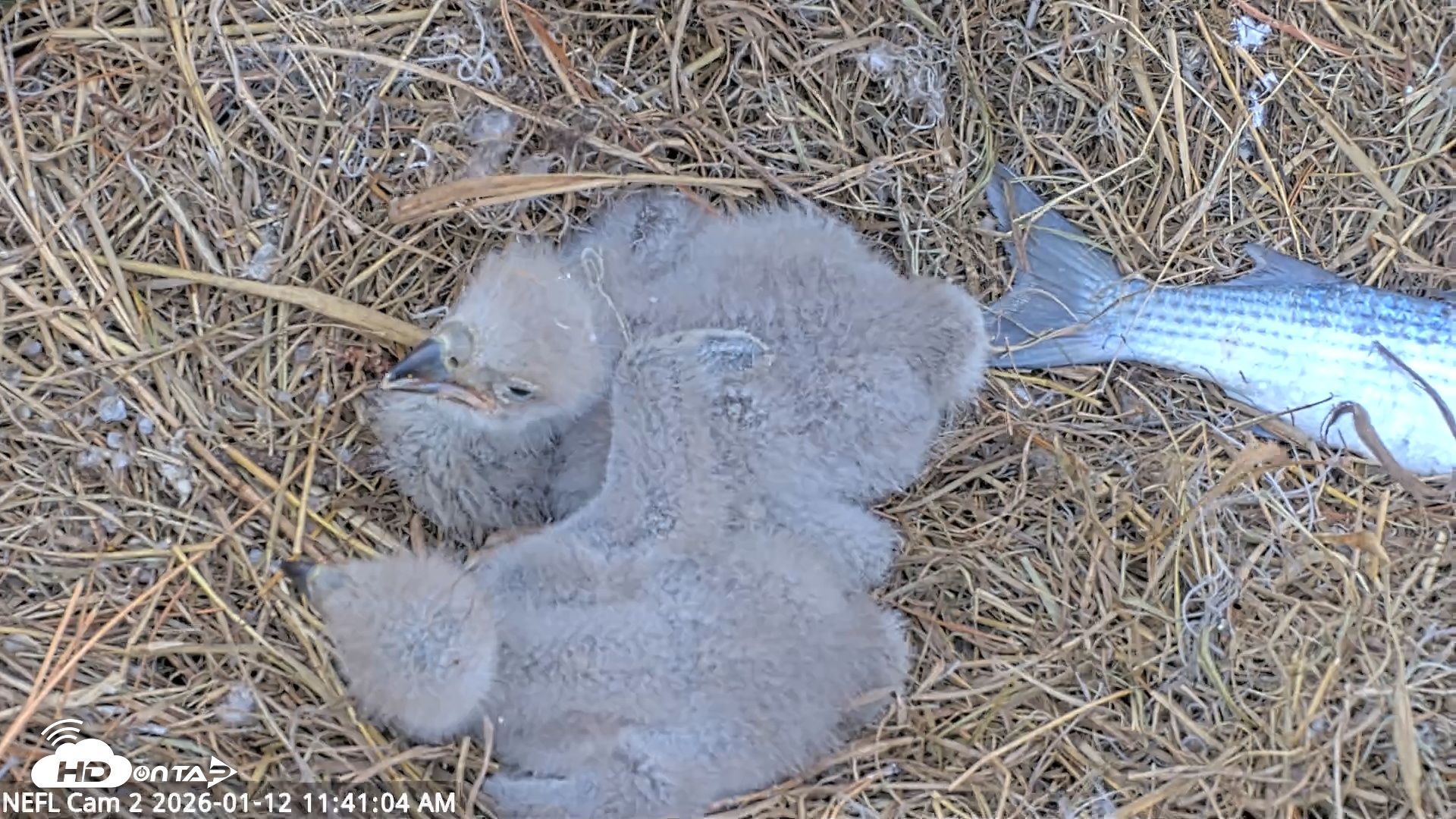 Snapshot of NE Florida Eagles Live Webcam taken Jan 12, 2026, 11:41am EST