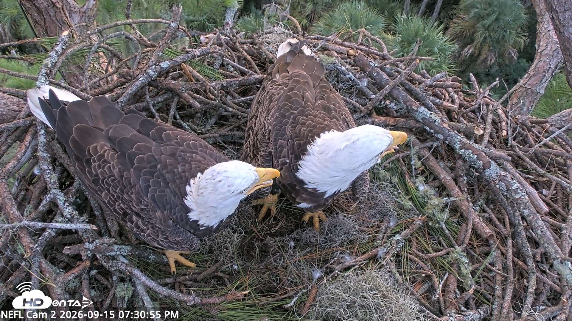 Snapshot of NE Florida Eagles Live Webcam taken Sep 15, 2026, 7:32pm EDT