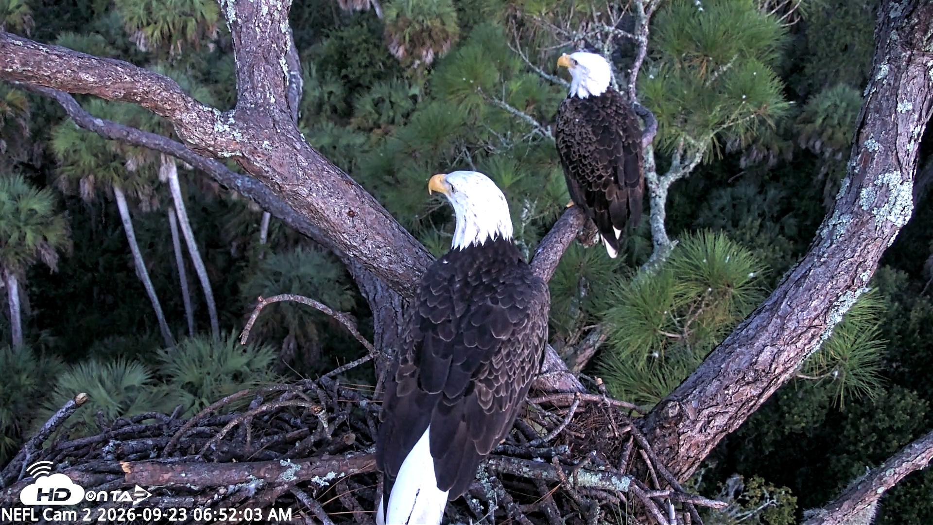 Snapshot of NE Florida Eagles Live Webcam taken Sep 23, 2026, 6:52am EDT