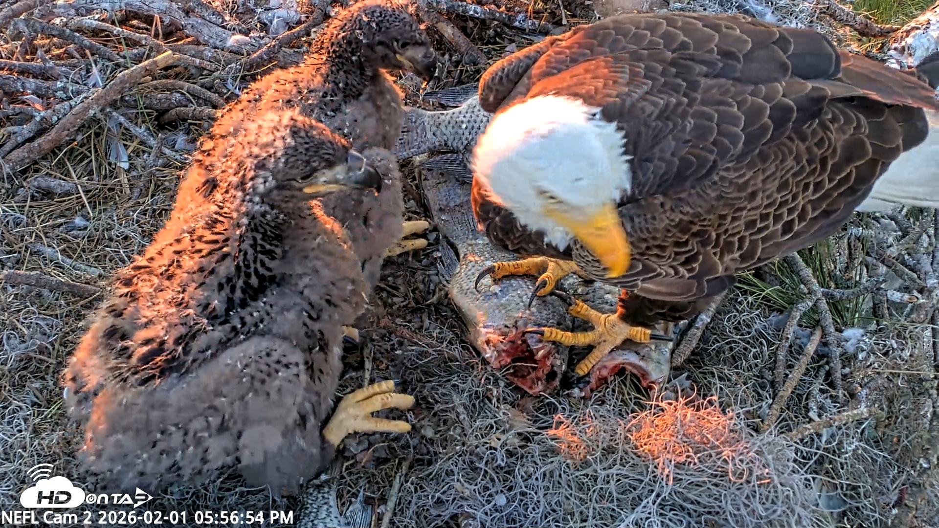 Snapshot of NE Florida Eagles Live Webcam taken Feb 1, 2026, 5:57pm EST