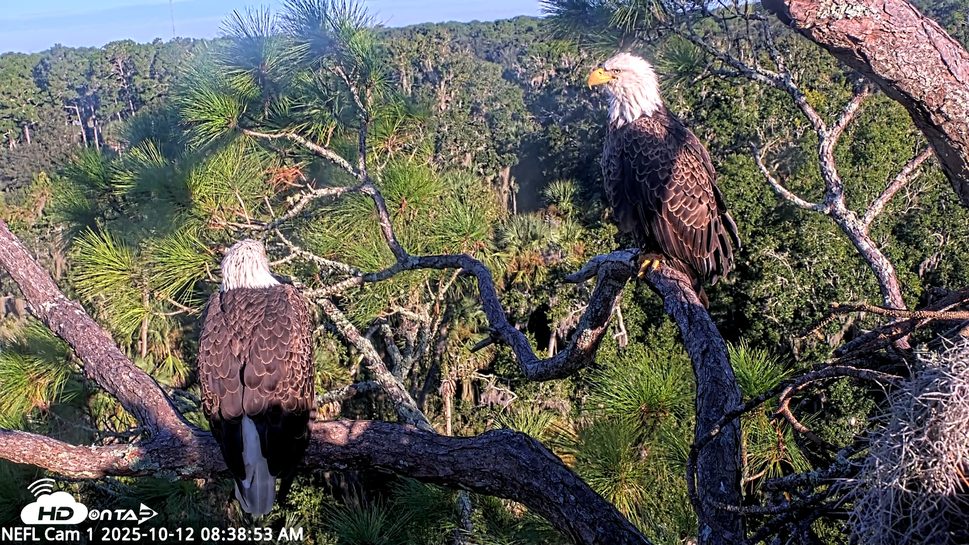 Snapshot of NE Florida Eagles Live Webcam taken Oct 12, 2025, 8:39am EDT