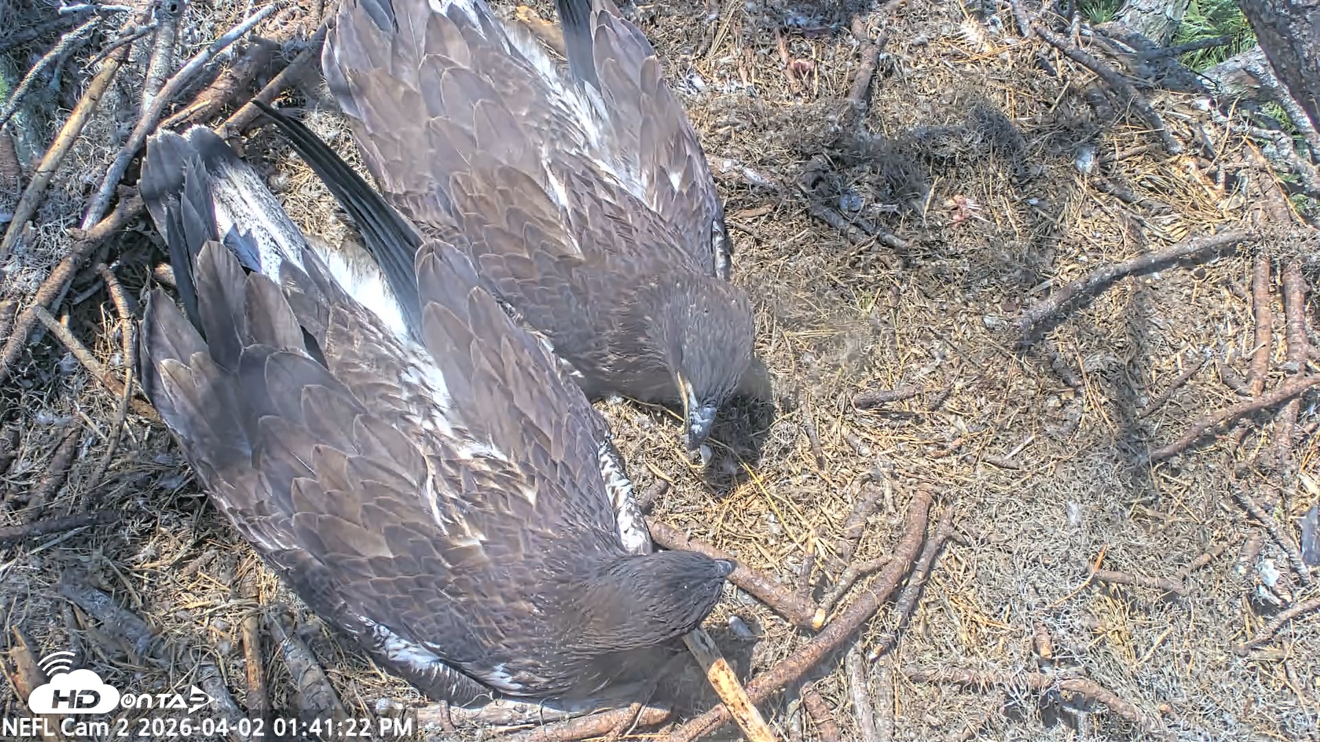 Snapshot of NE Florida Eagles Live Webcam taken Apr 2, 2026, 1:42pm EDT