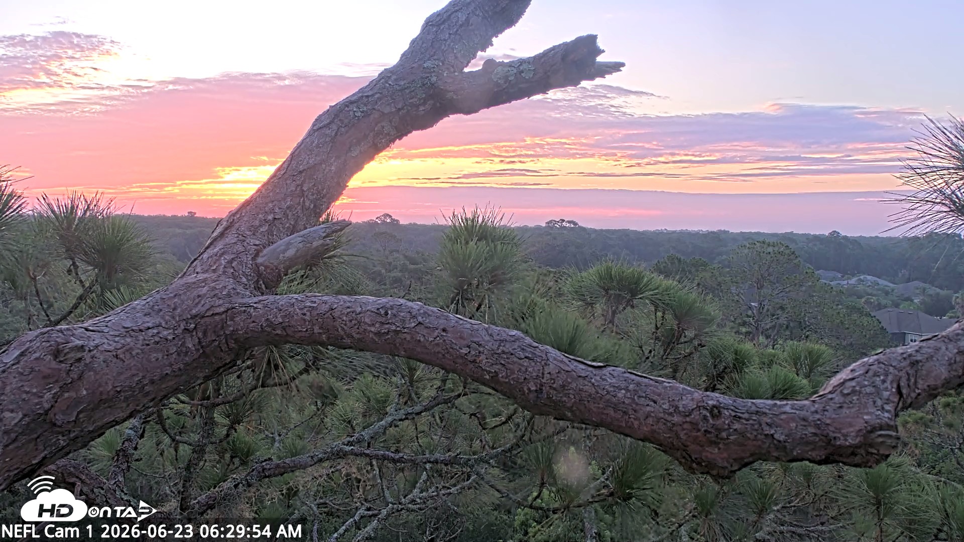 Snapshot of NE Florida Eagles Live Webcam taken Jun 23, 2026, 6:32am EDT