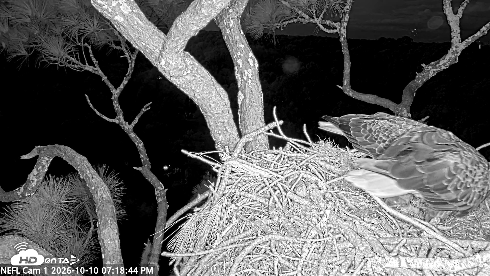 Snapshot of NE Florida Eagles Live Webcam taken Oct 10, 2026, 7:19pm EDT
