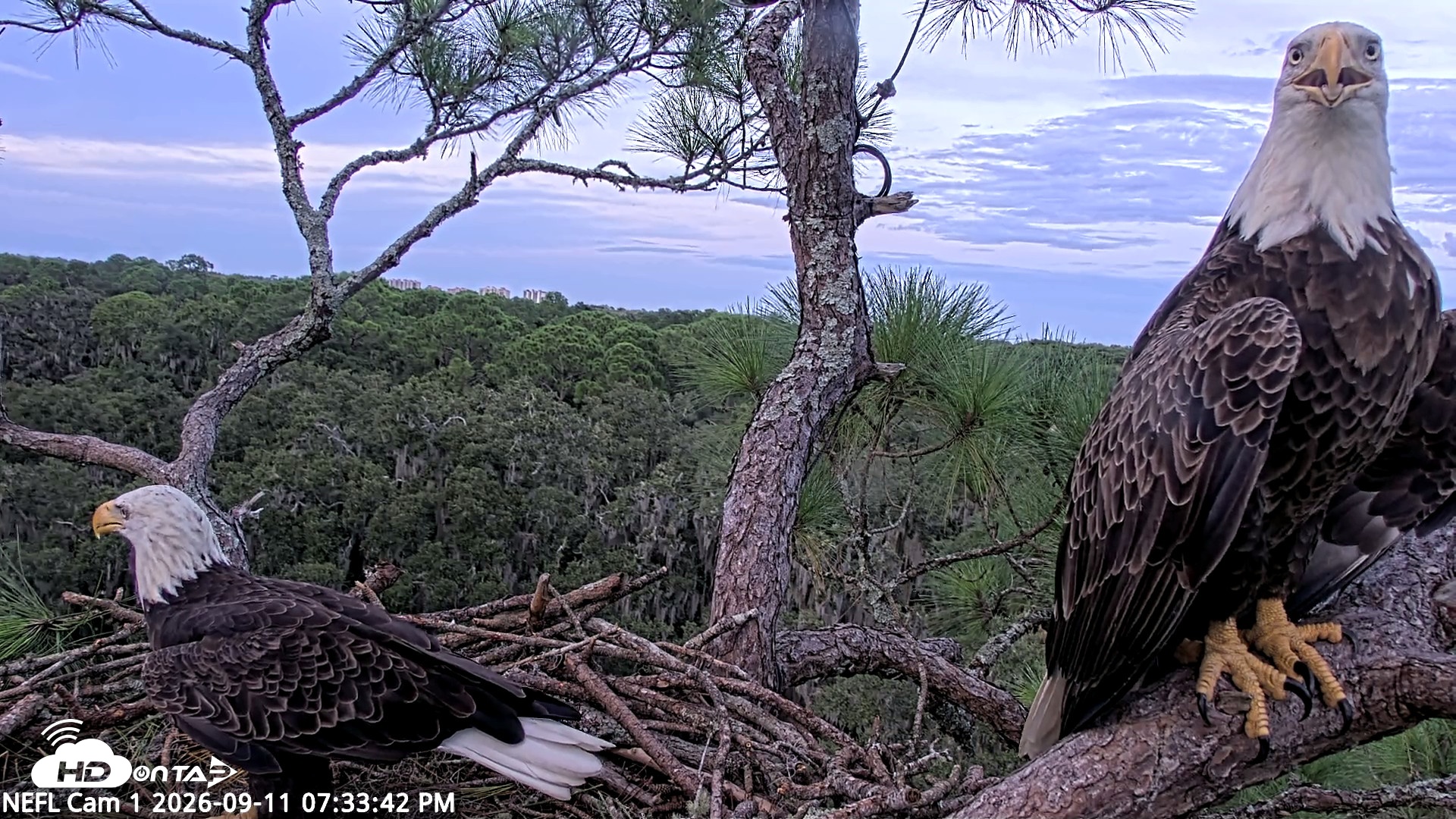 Snapshot of NE Florida Eagles Live Webcam taken Sep 11, 2026, 7:35pm EDT