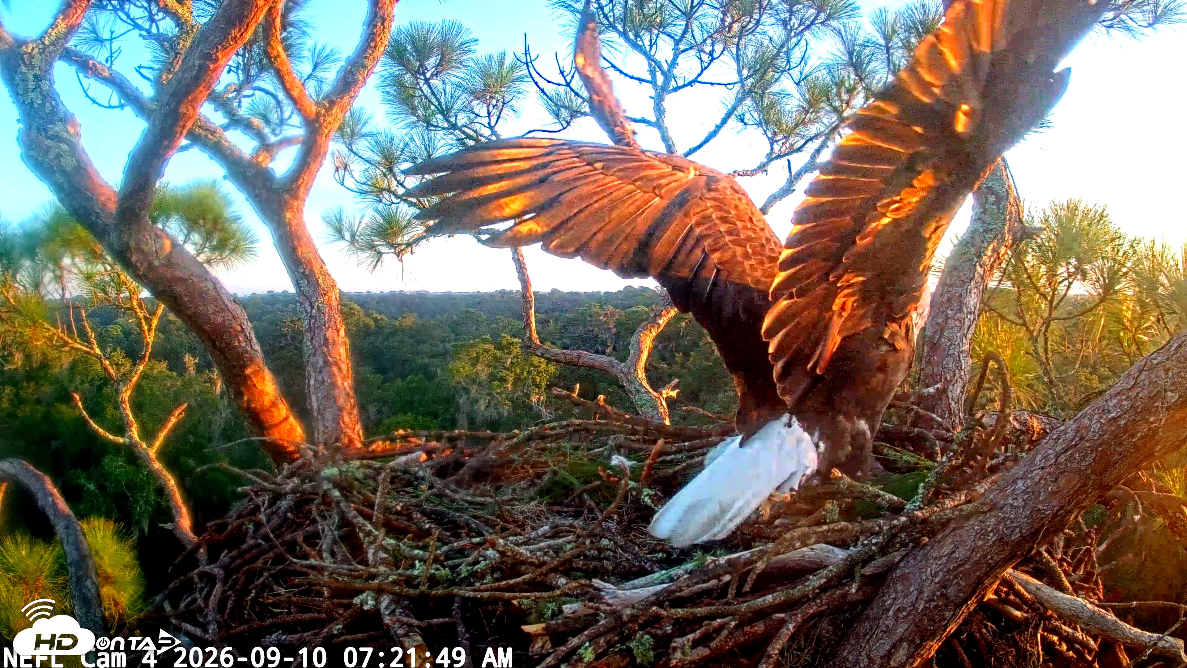 Snapshot of NE Florida Eagles Live Webcam taken Sep 10, 2026, 7:22am EDT