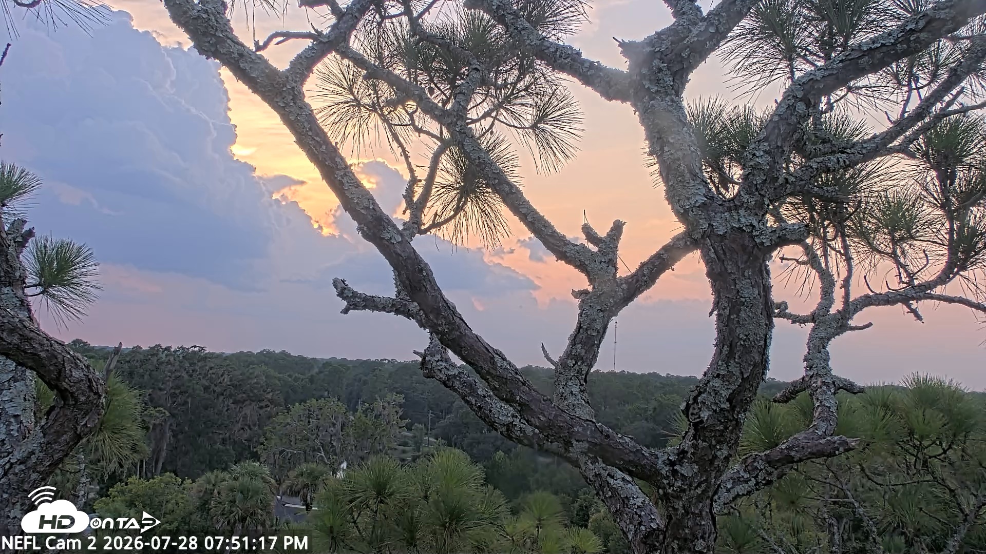 Snapshot of NE Florida Eagles Live Webcam taken Jul 28, 2026, 7:52pm EDT