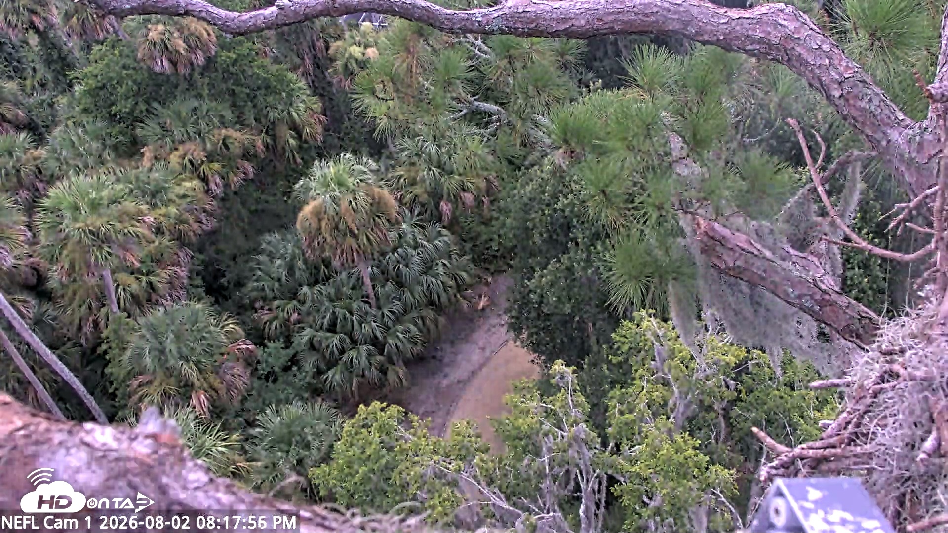 Snapshot of NE Florida Eagles Live Webcam taken Aug 2, 2026, 8:19pm EDT
