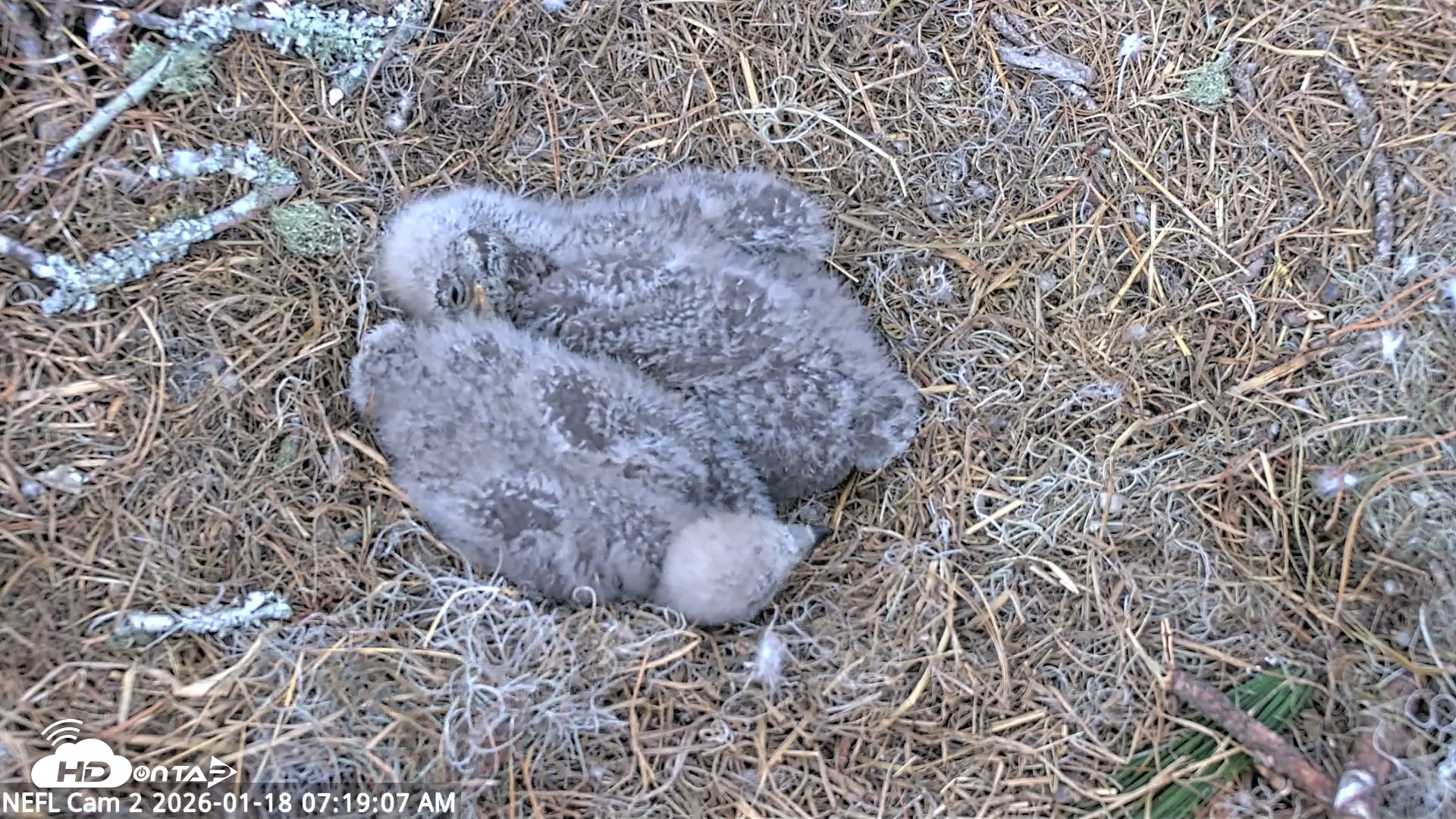 Snapshot of NE Florida Eagles Live Webcam taken Jan 18, 2026, 7:27am EST