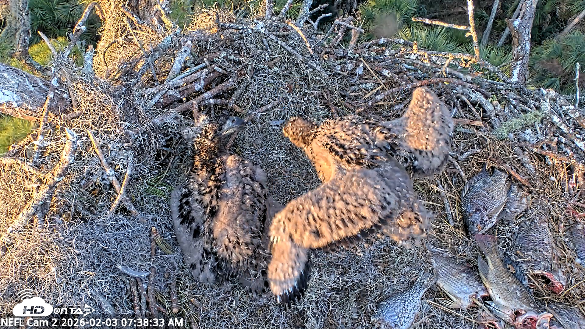 Snapshot of NE Florida Eagles Live Webcam taken Feb 3, 2026, 7:39am EST