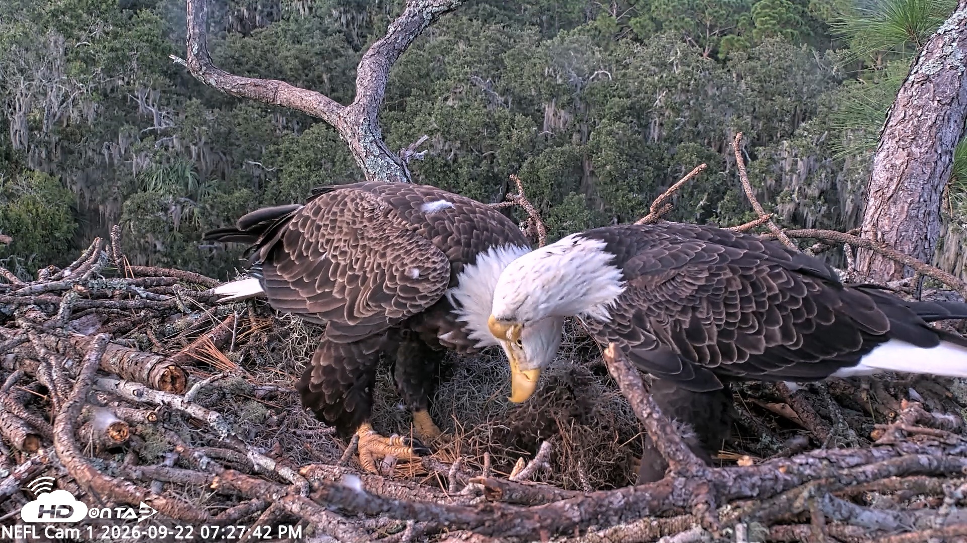 Snapshot of NE Florida Eagles Live Webcam taken Sep 22, 2026, 7:28pm EDT