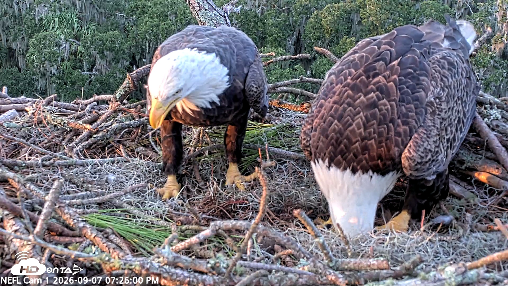 Snapshot of NE Florida Eagles Live Webcam taken Sep 7, 2026, 7:26pm EDT