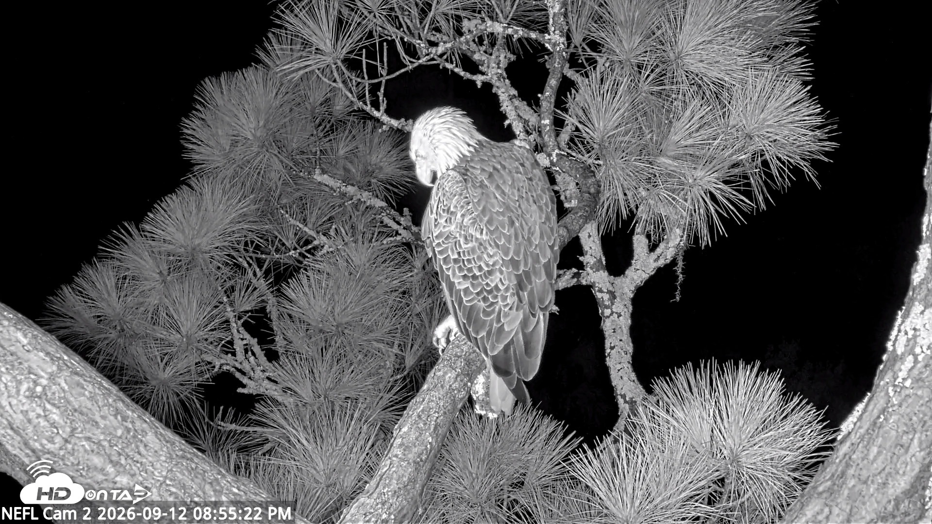 Snapshot of NE Florida Eagles Live Webcam taken Sep 12, 2026, 8:56pm EDT