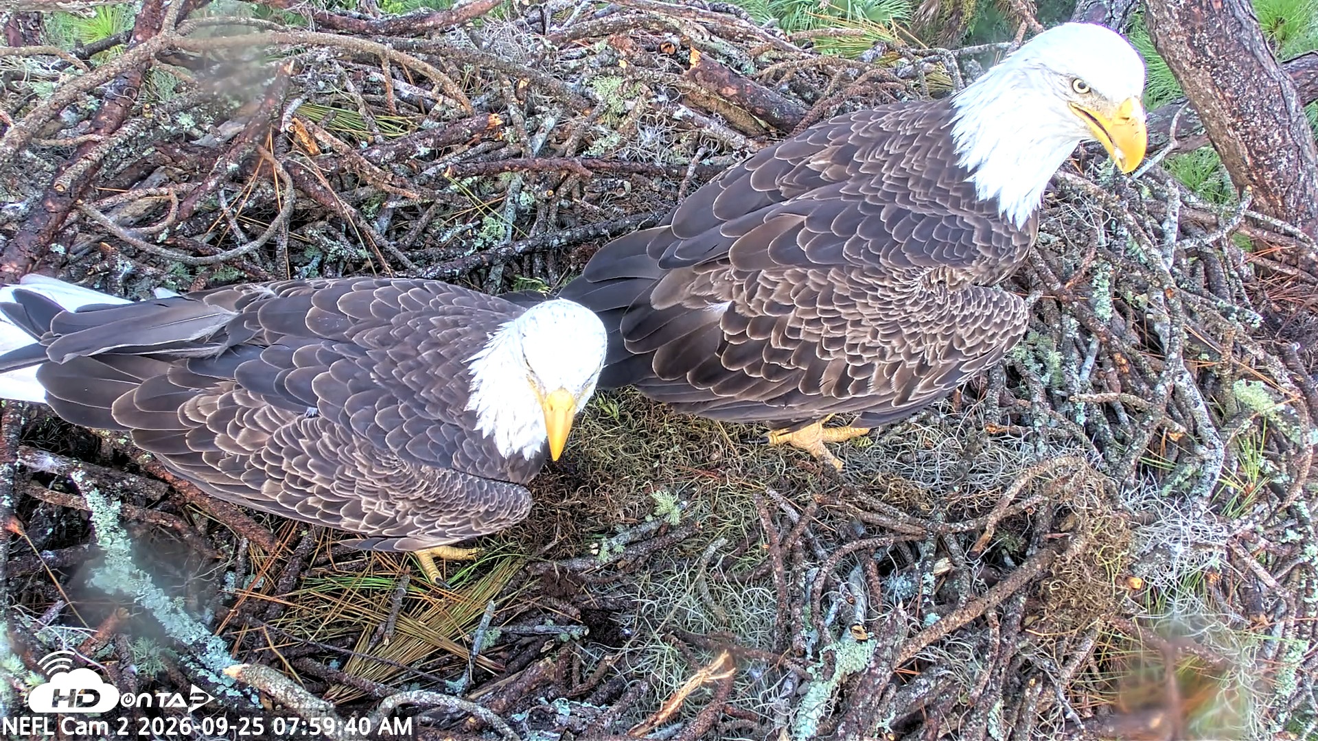 Snapshot of NE Florida Eagles Live Webcam taken Sep 25, 2026, 8:00am EDT