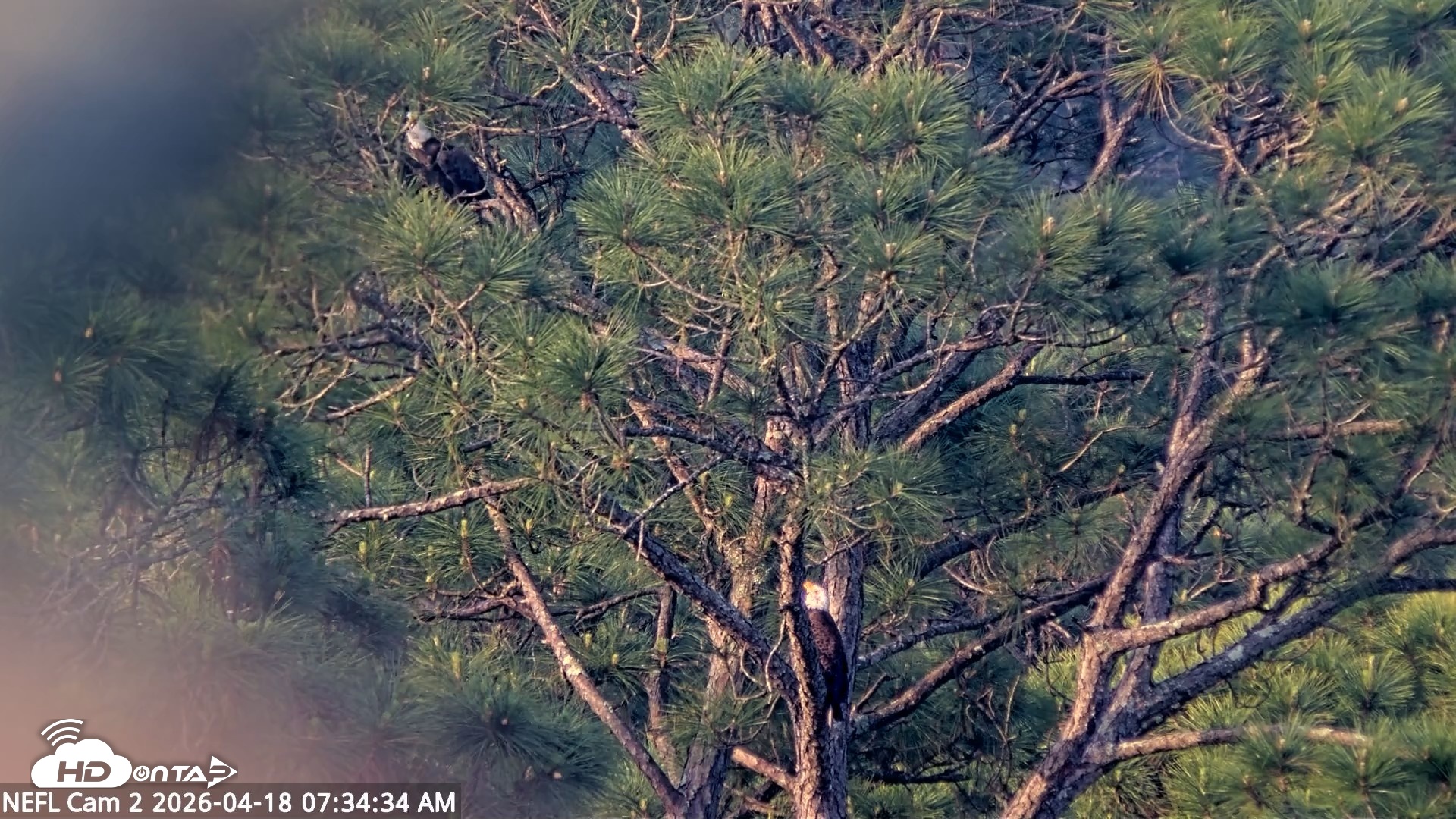 Snapshot of NE Florida Eagles Live Webcam taken Apr 18, 2026, 7:35am EDT