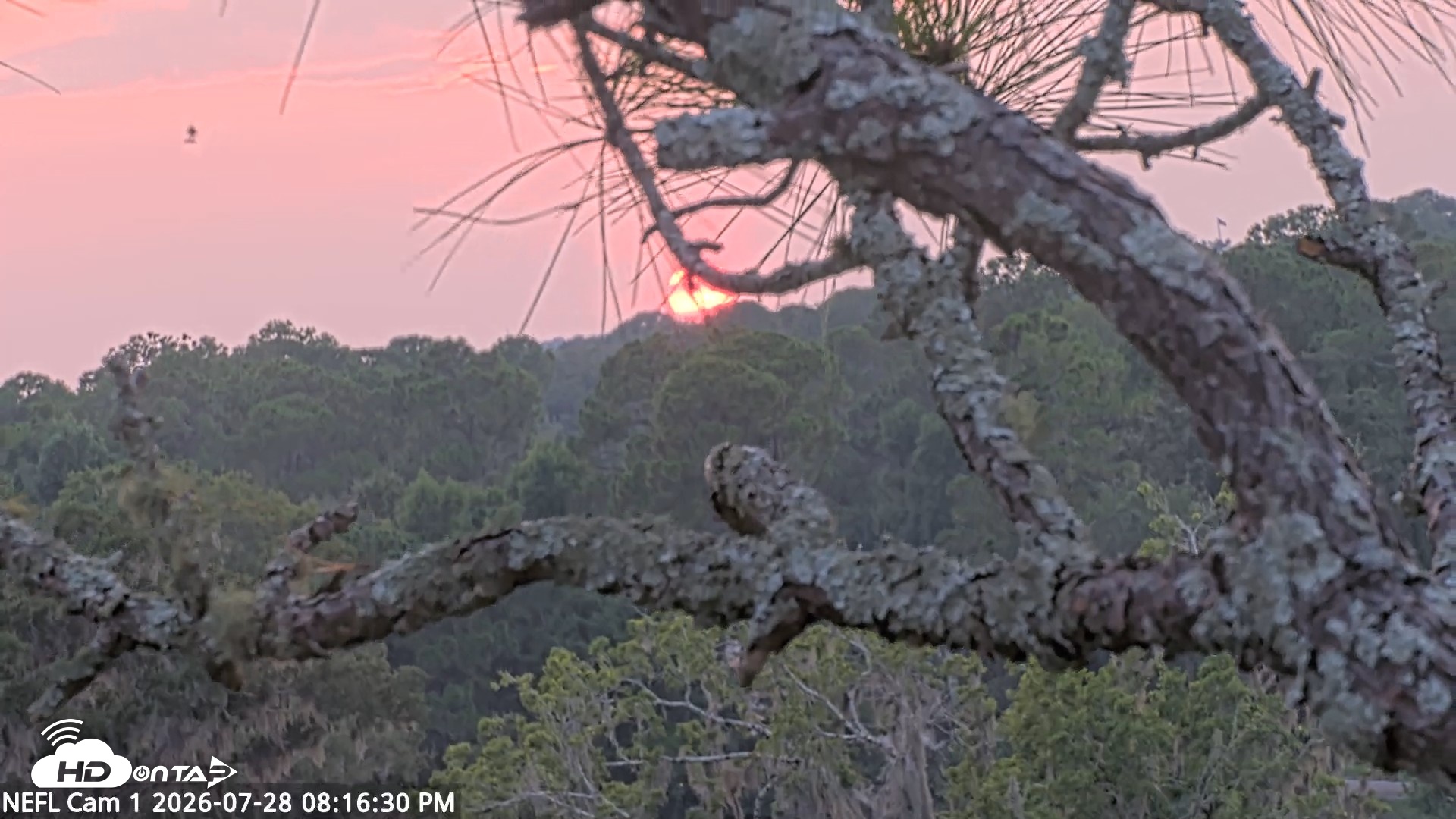 Snapshot of NE Florida Eagles Live Webcam taken Jul 28, 2026, 8:17pm EDT