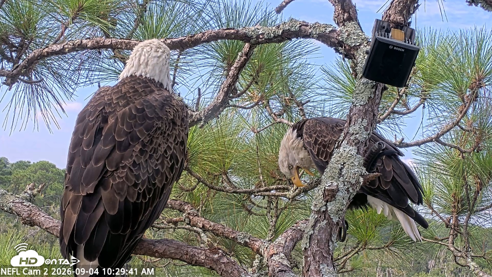 Snapshot of NE Florida Eagles Live Webcam taken Sep 4, 2026, 10:30am EDT