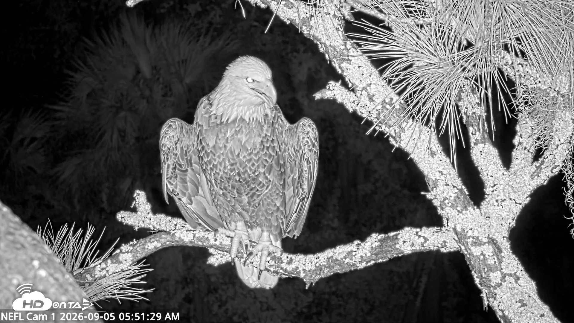 Snapshot of NE Florida Eagles Live Webcam taken Sep 5, 2026, 5:53am EDT