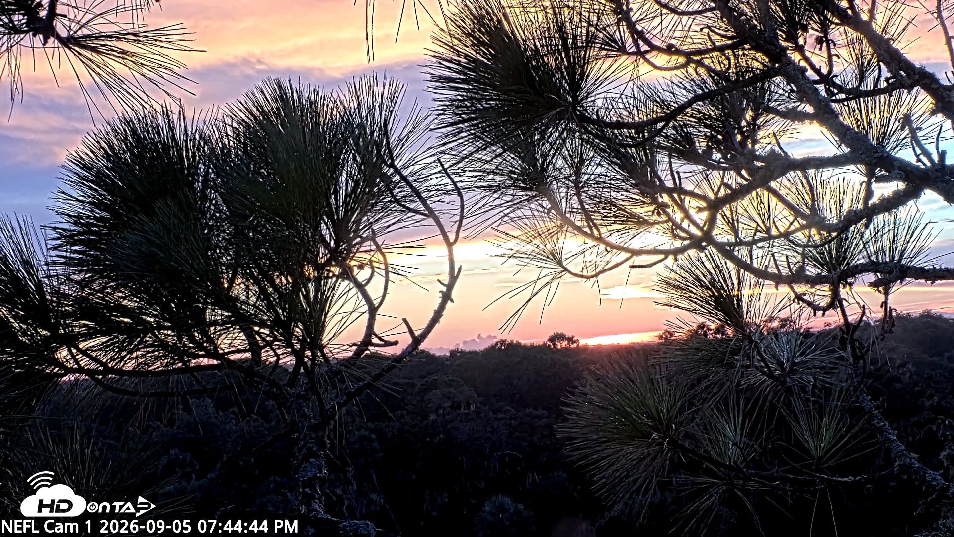 Snapshot of NE Florida Eagles Live Webcam taken Sep 5, 2026, 7:45pm EDT