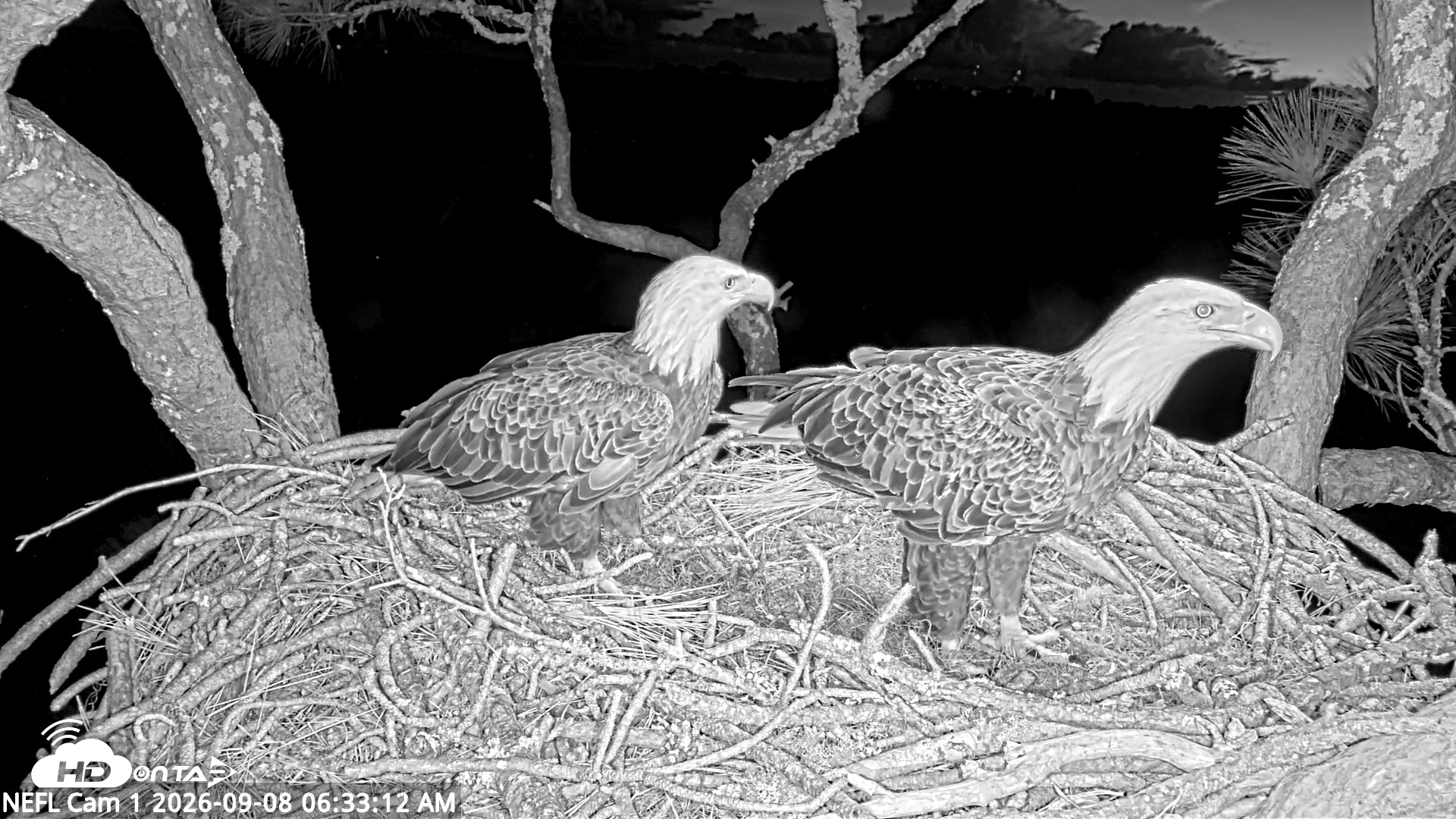 Snapshot of NE Florida Eagles Live Webcam taken Sep 8, 2026, 6:34am EDT