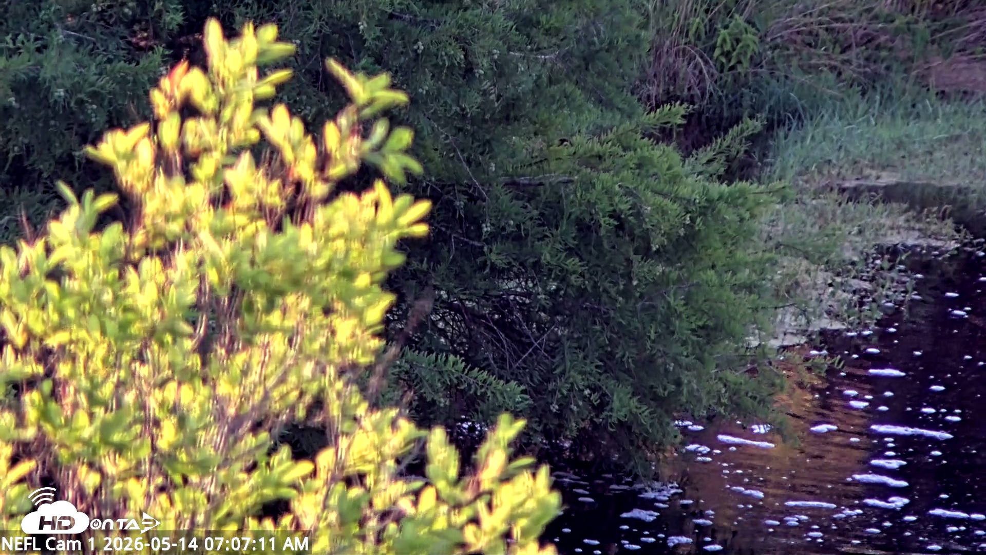 Snapshot of NE Florida Eagles Live Webcam taken May 14, 2026, 7:11am EDT