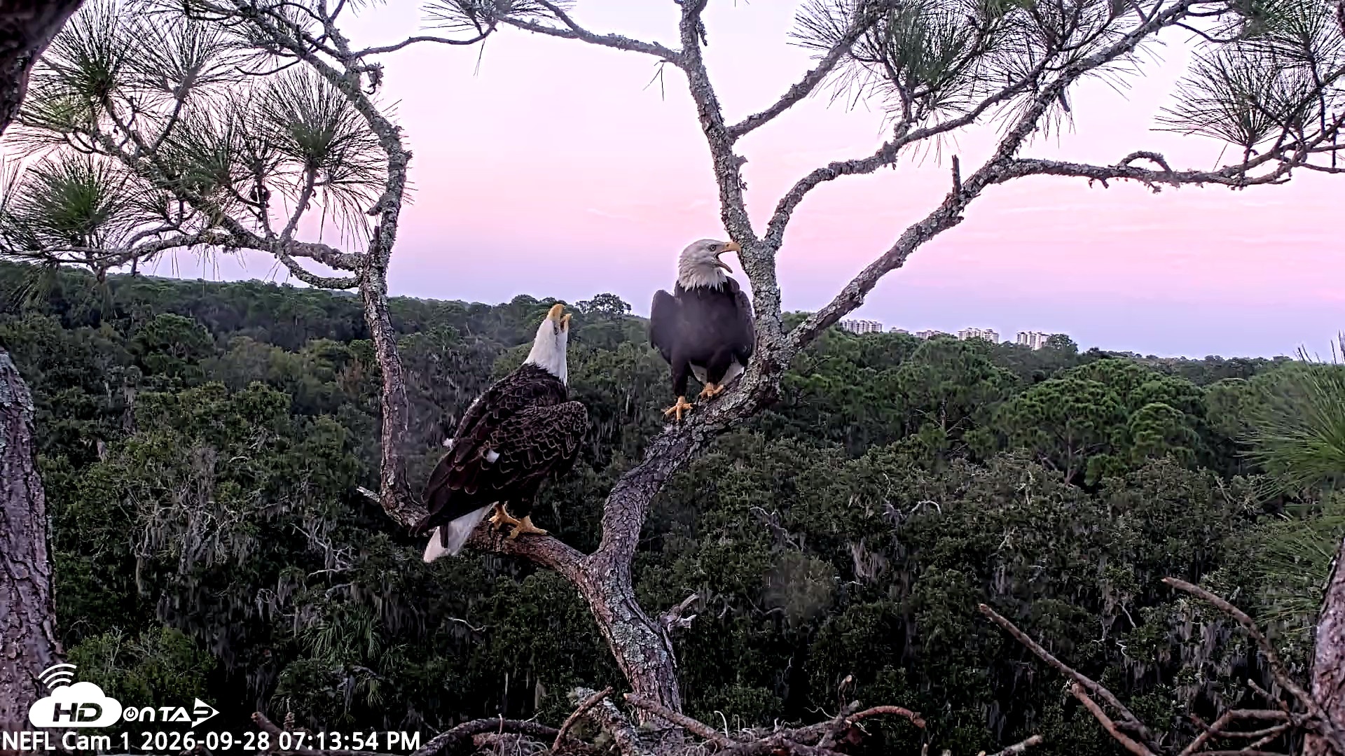 Snapshot of NE Florida Eagles Live Webcam taken Sep 28, 2026, 7:14pm EDT