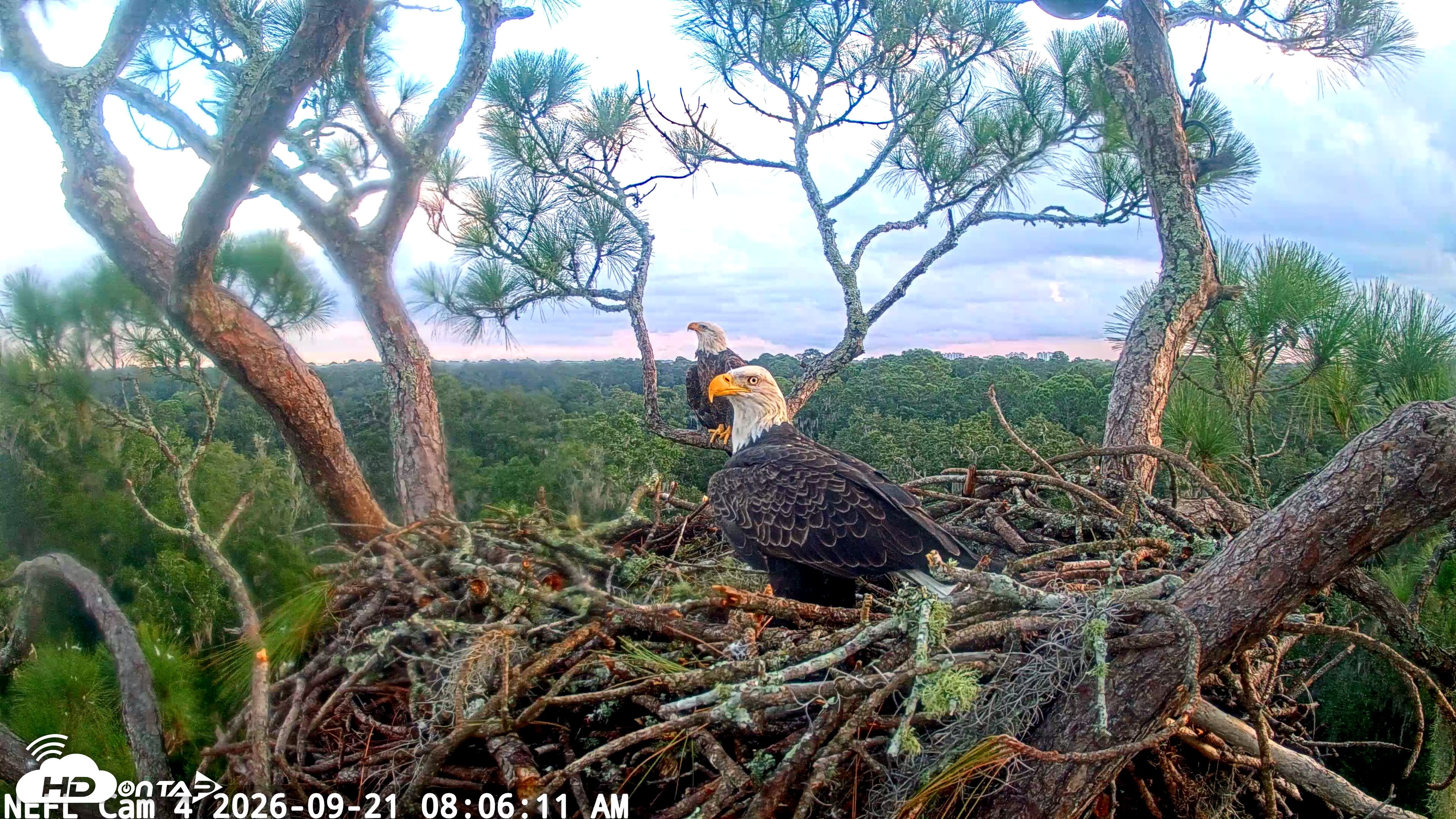 Snapshot of NE Florida Eagles Live Webcam taken Sep 21, 2026, 8:07am EDT