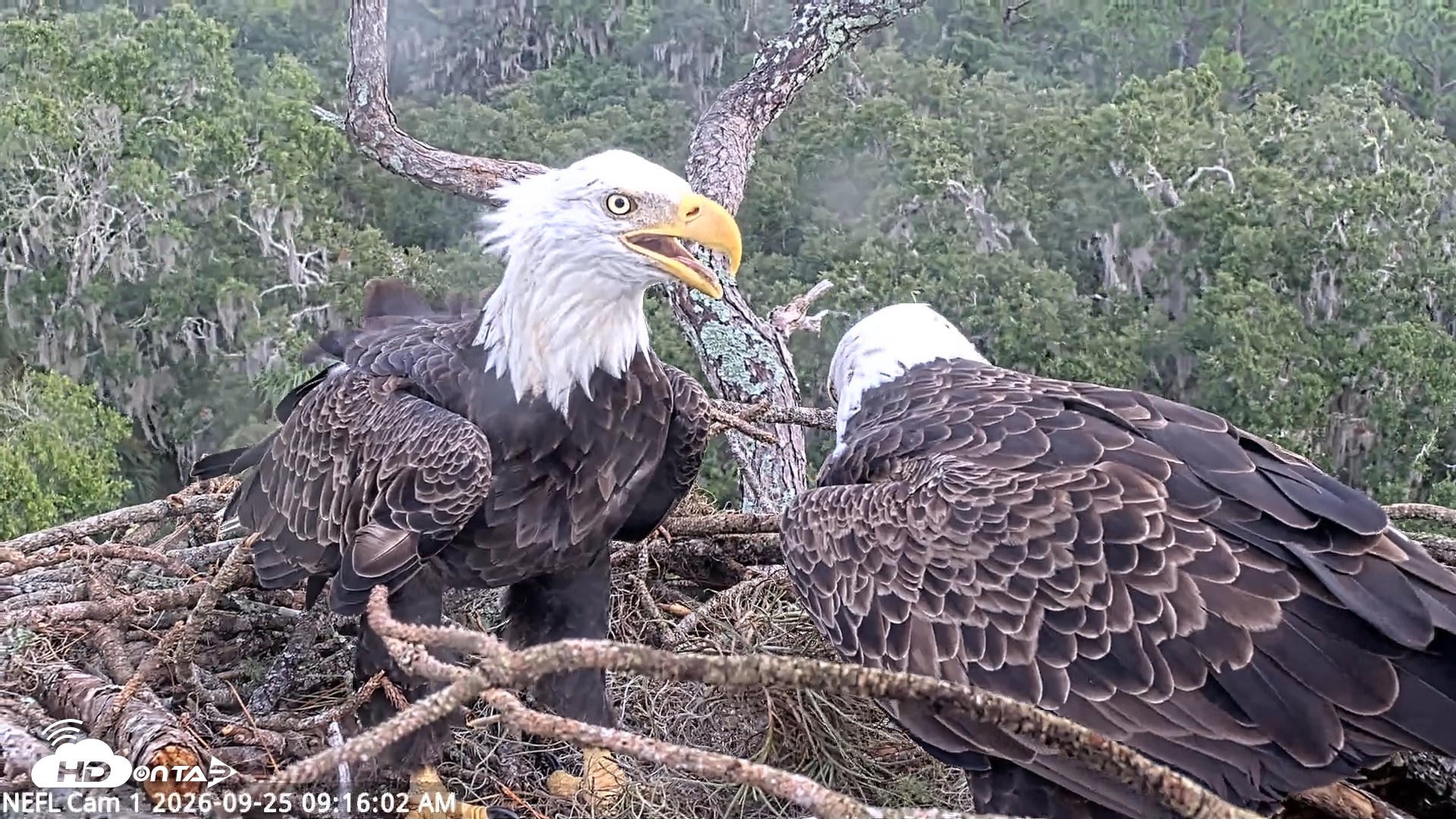 Snapshot of NE Florida Eagles Live Webcam taken Sep 25, 2026, 9:17am EDT