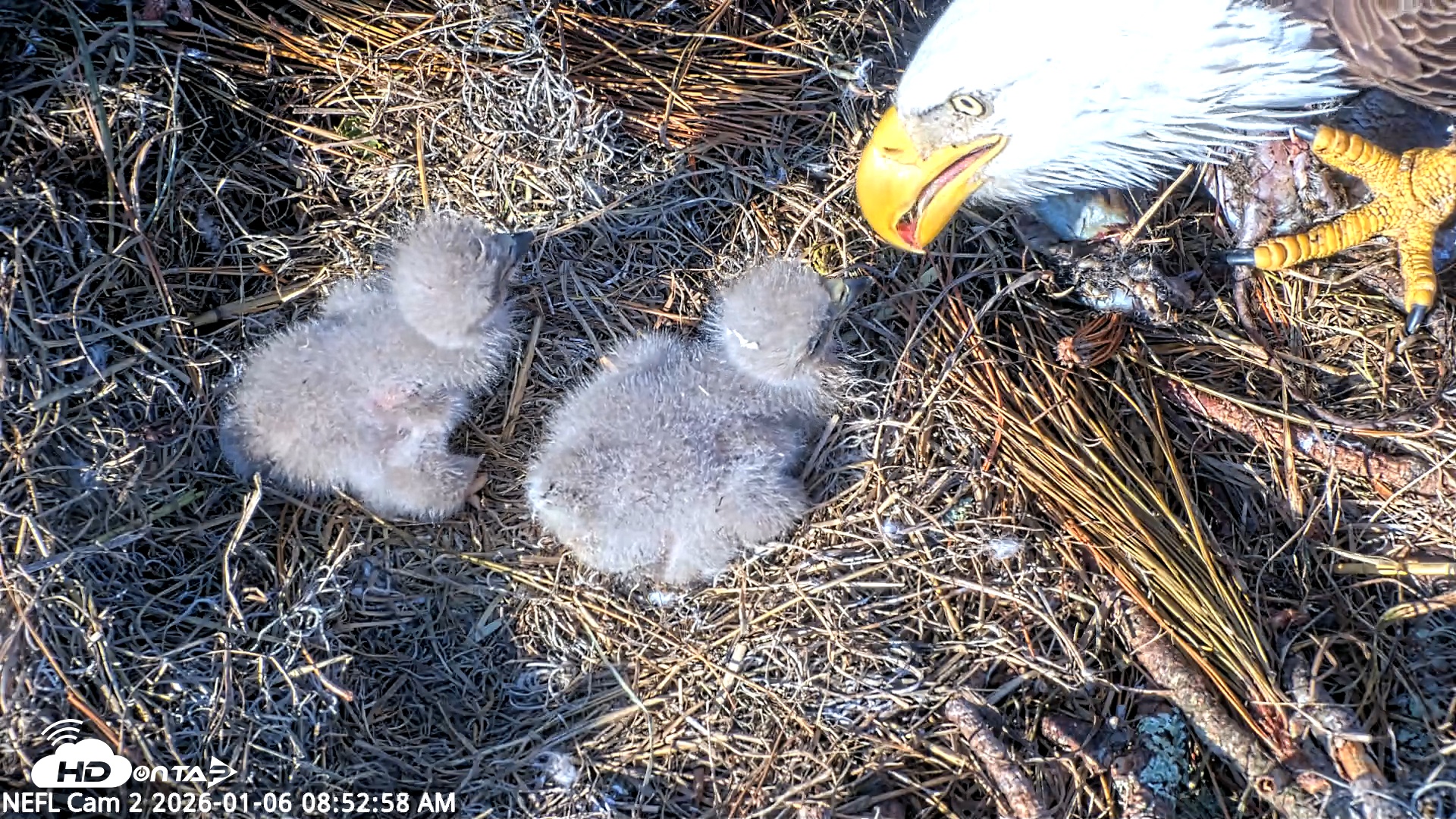 Snapshot of NE Florida Eagles Live Webcam taken Jan 6, 2026, 8:53am EST