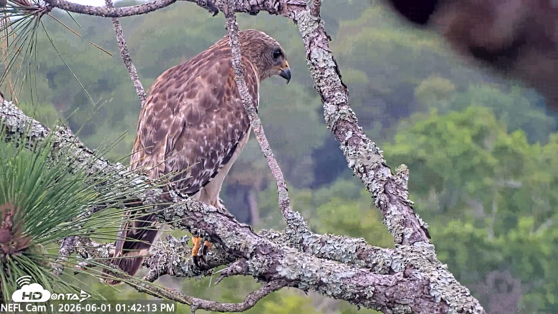 Snapshot of NE Florida Eagles Live Webcam taken Jun 1, 2026, 1:43pm EDT