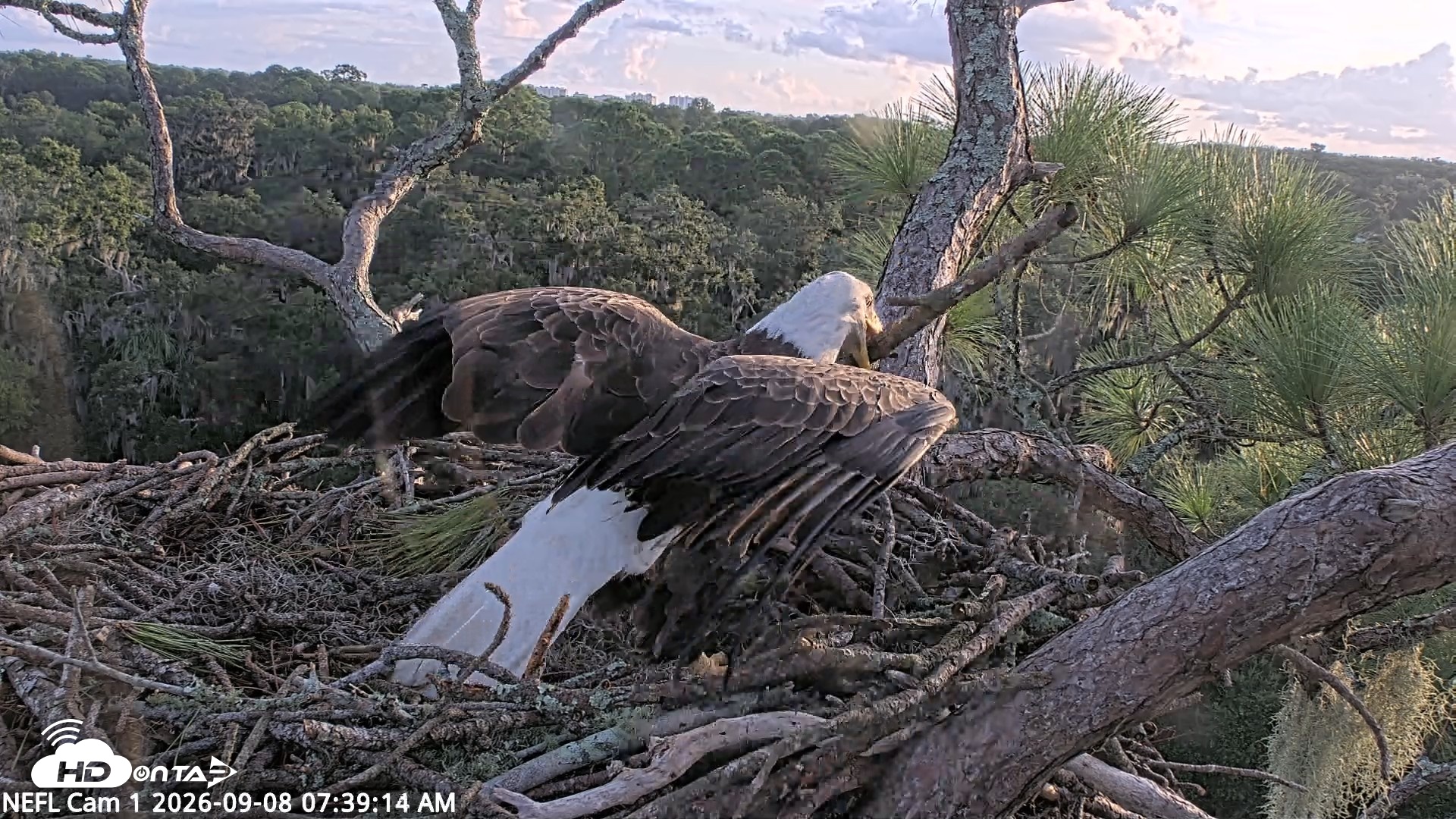 Snapshot of NE Florida Eagles Live Webcam taken Sep 8, 2026, 7:40am EDT