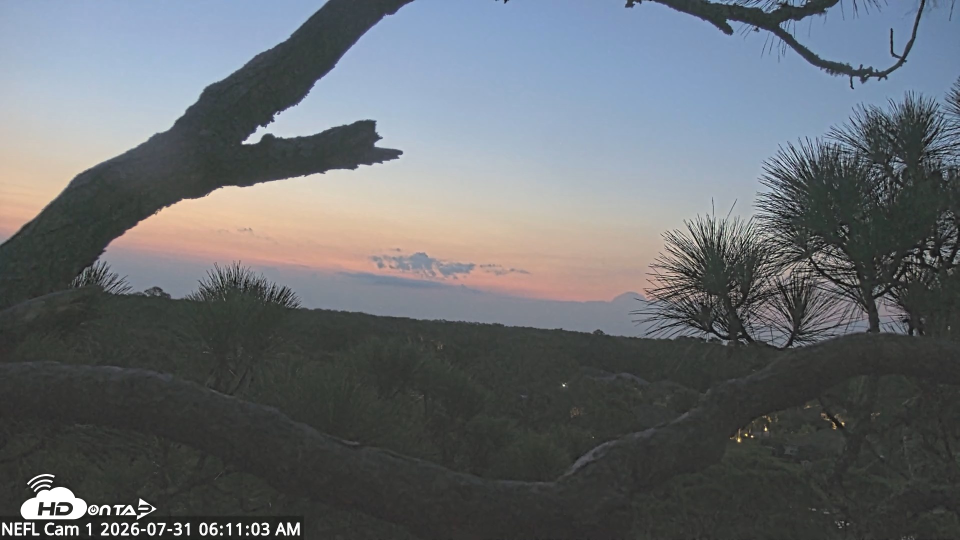 Snapshot of NE Florida Eagles Live Webcam taken Jul 31, 2026, 6:13am EDT