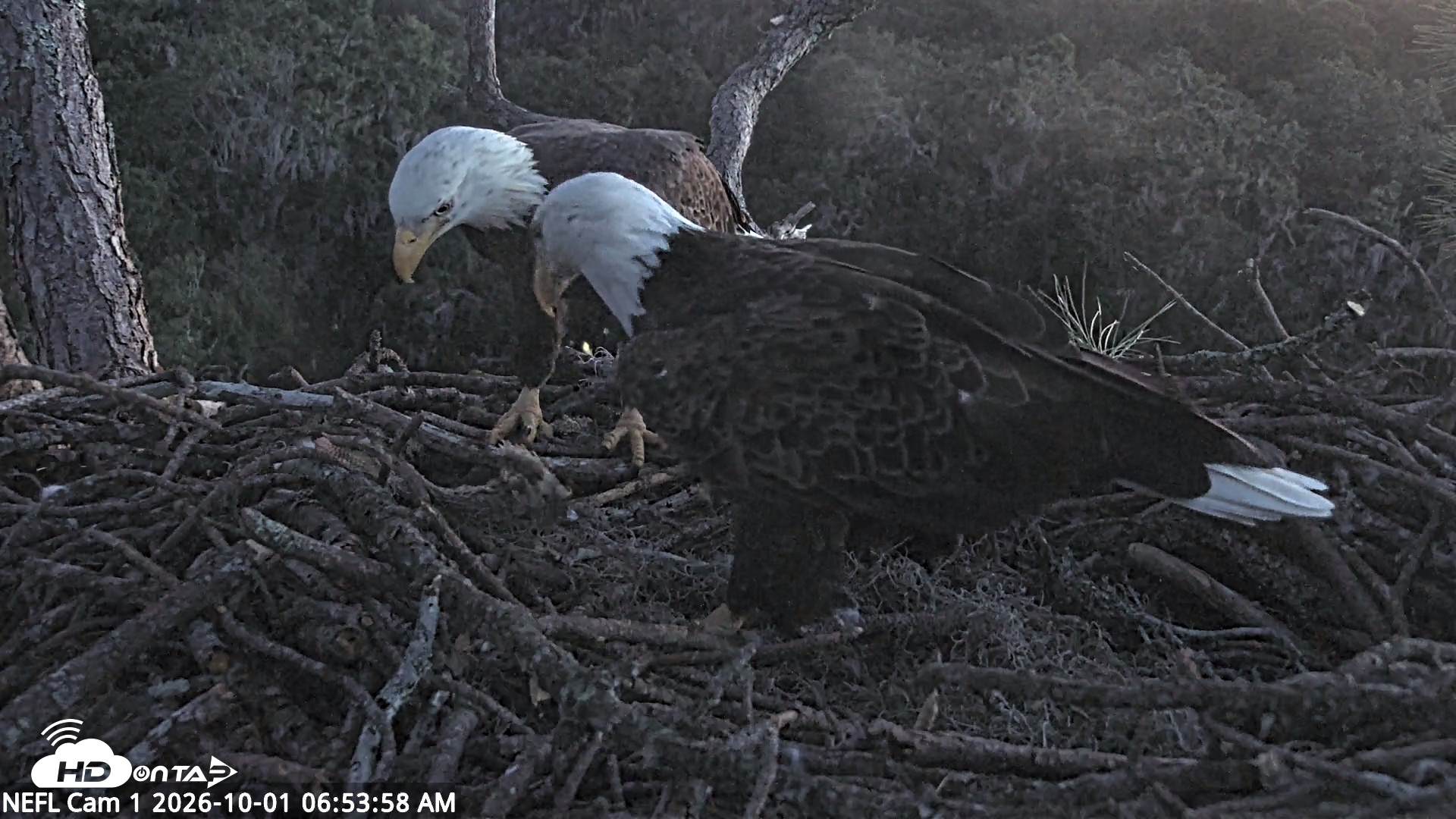 Snapshot of NE Florida Eagles Live Webcam taken Oct 1, 2026, 6:57am EDT