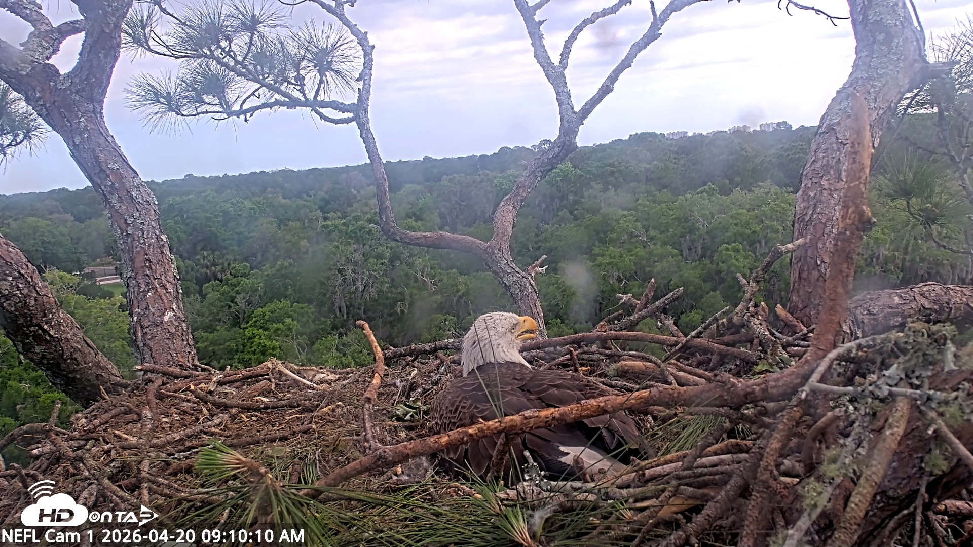 Snapshot of NE Florida Eagles Live Webcam taken Apr 20, 2026, 9:11am EDT