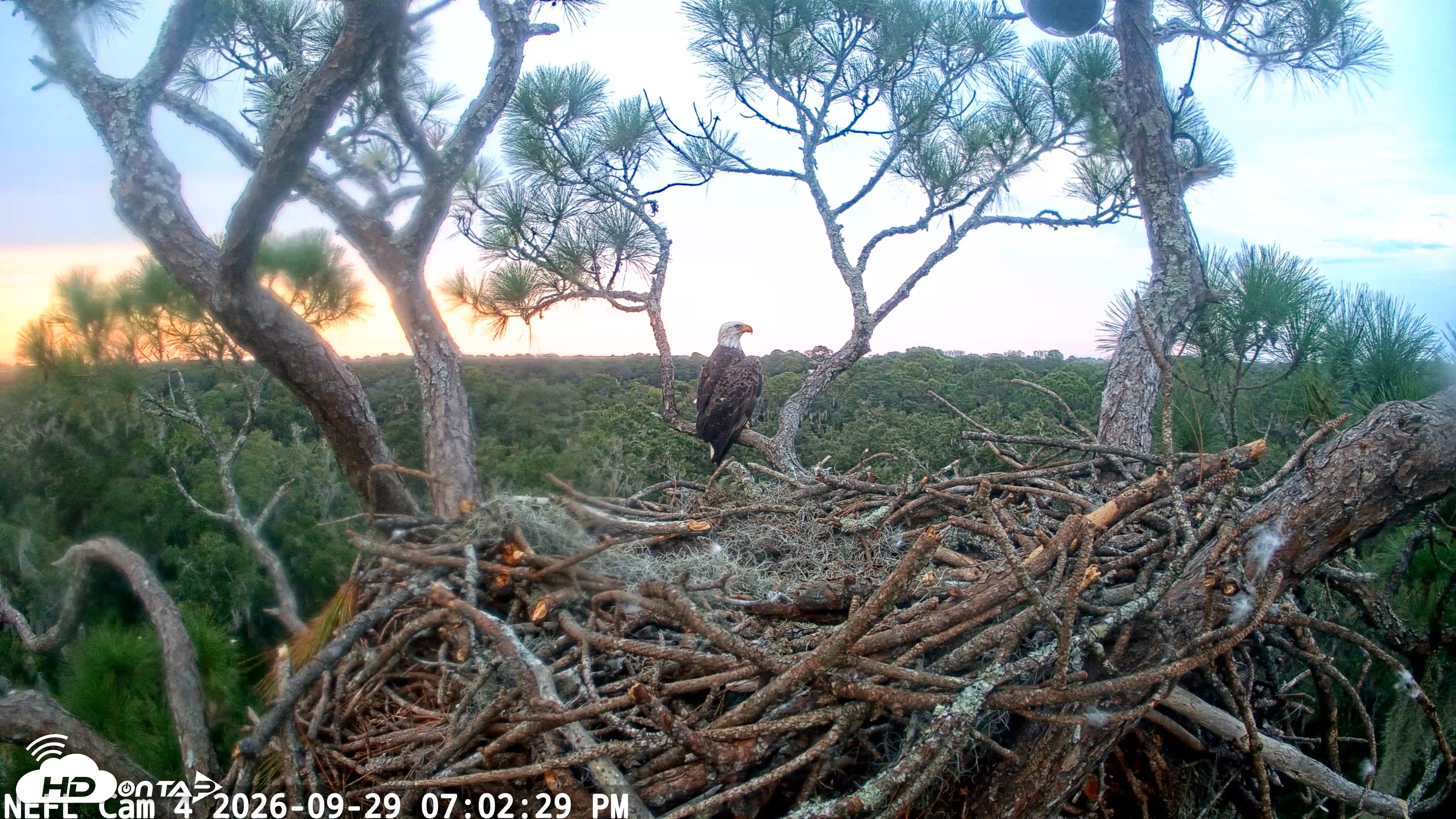 Snapshot of NE Florida Eagles Live Webcam taken Sep 29, 2026, 7:03pm EDT