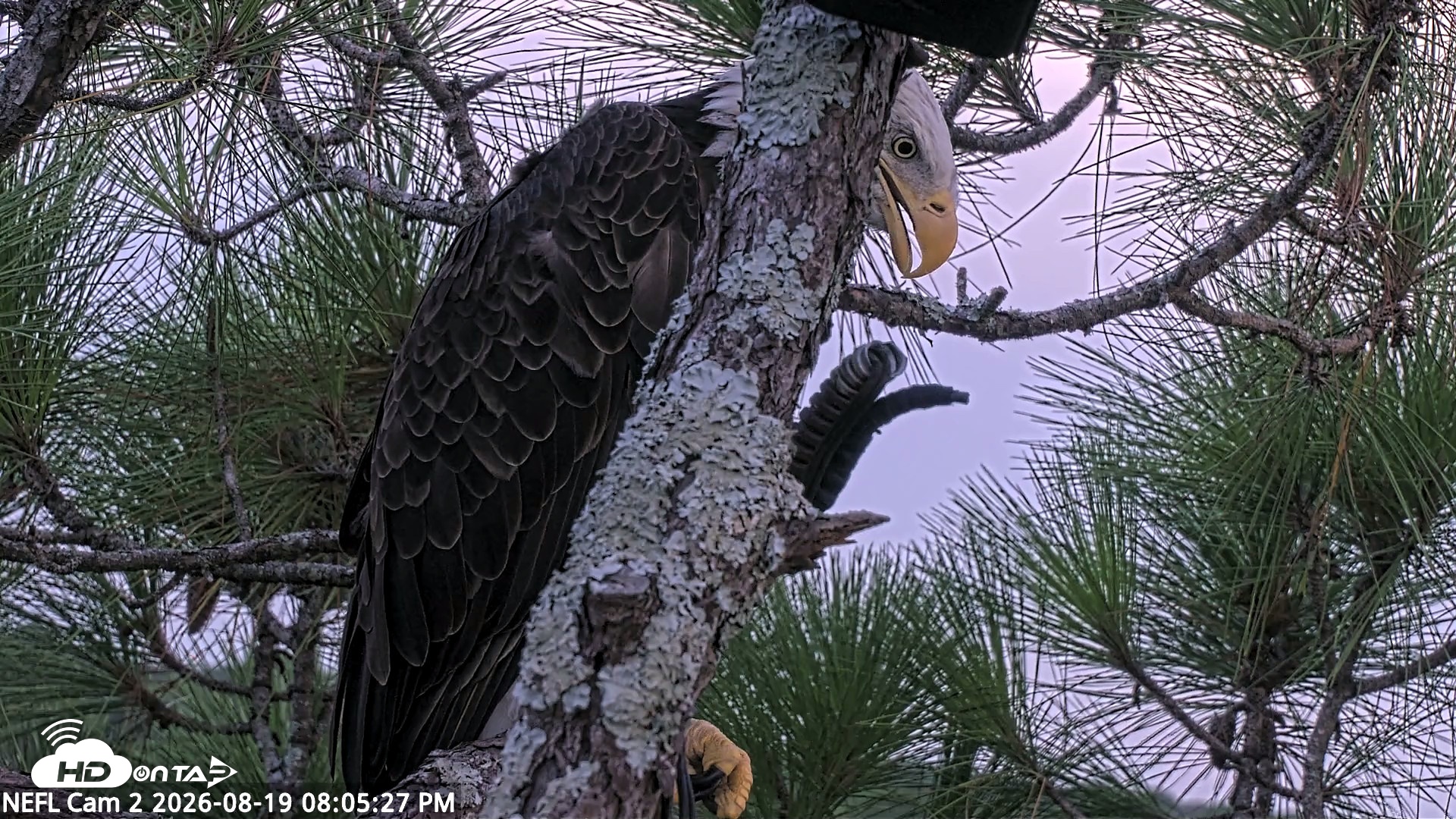 Snapshot of NE Florida Eagles Live Webcam taken Aug 19, 2026, 8:06pm EDT