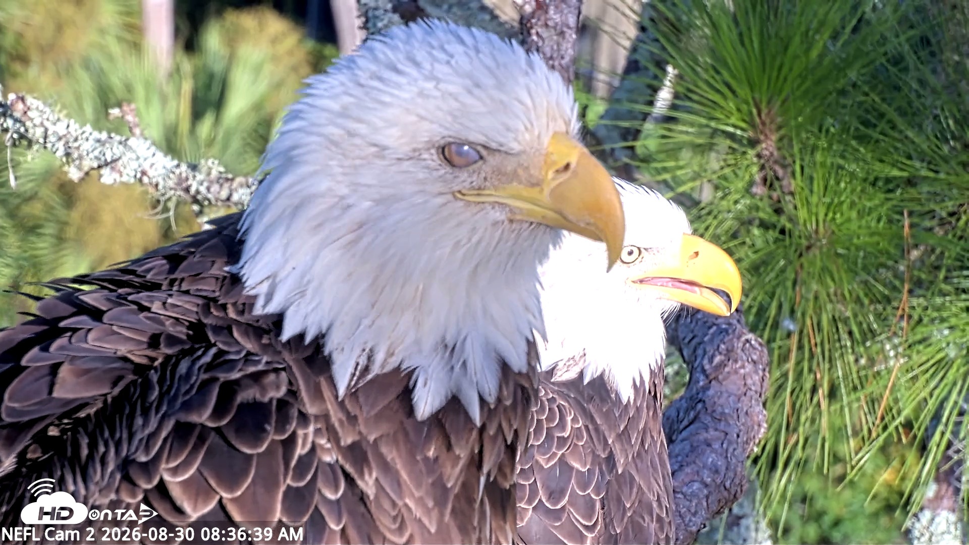 Snapshot of NE Florida Eagles Live Webcam taken Aug 30, 2026, 8:37am EDT