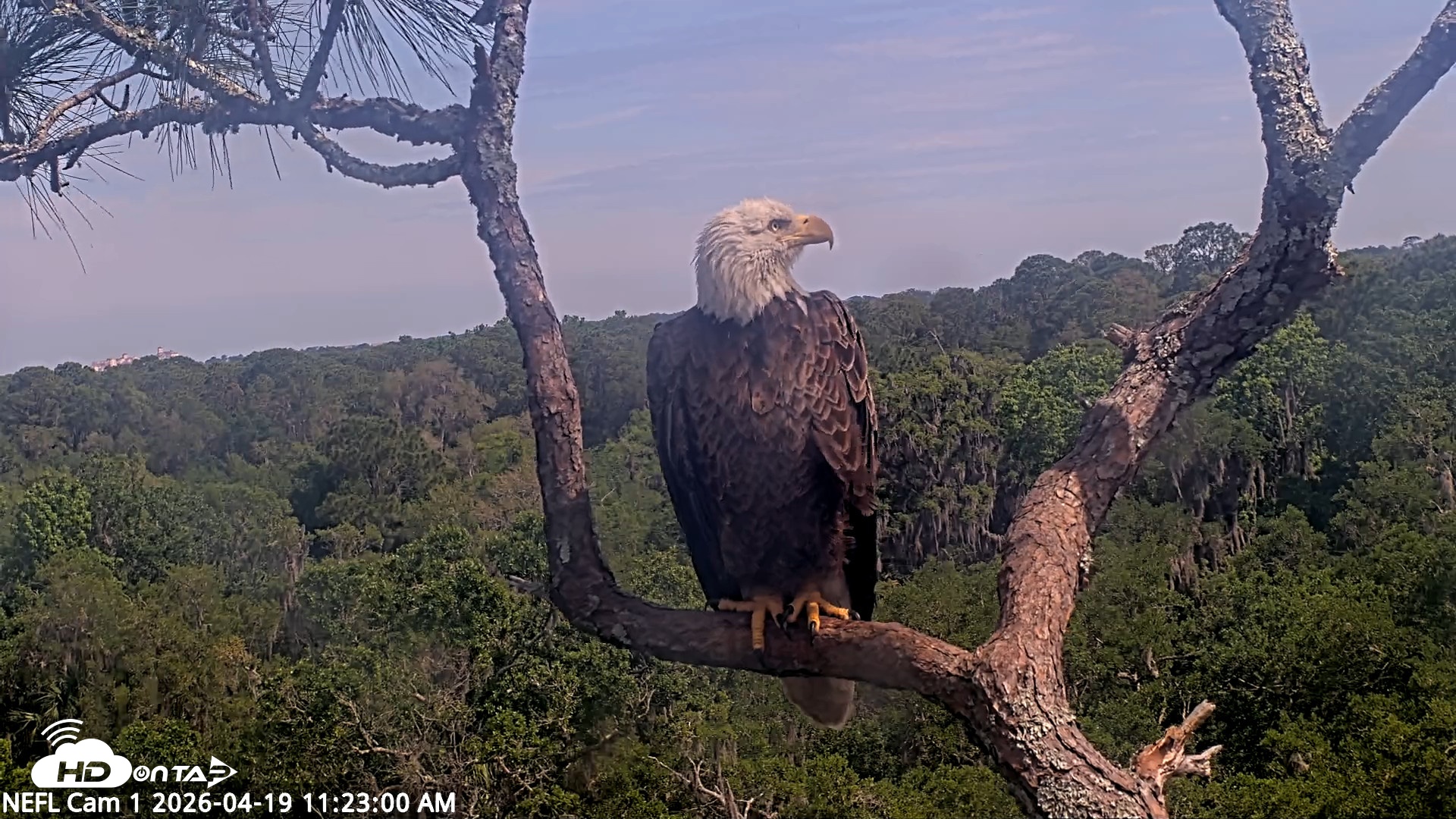 Snapshot of NE Florida Eagles Live Webcam taken Apr 19, 2026, 11:23am EDT