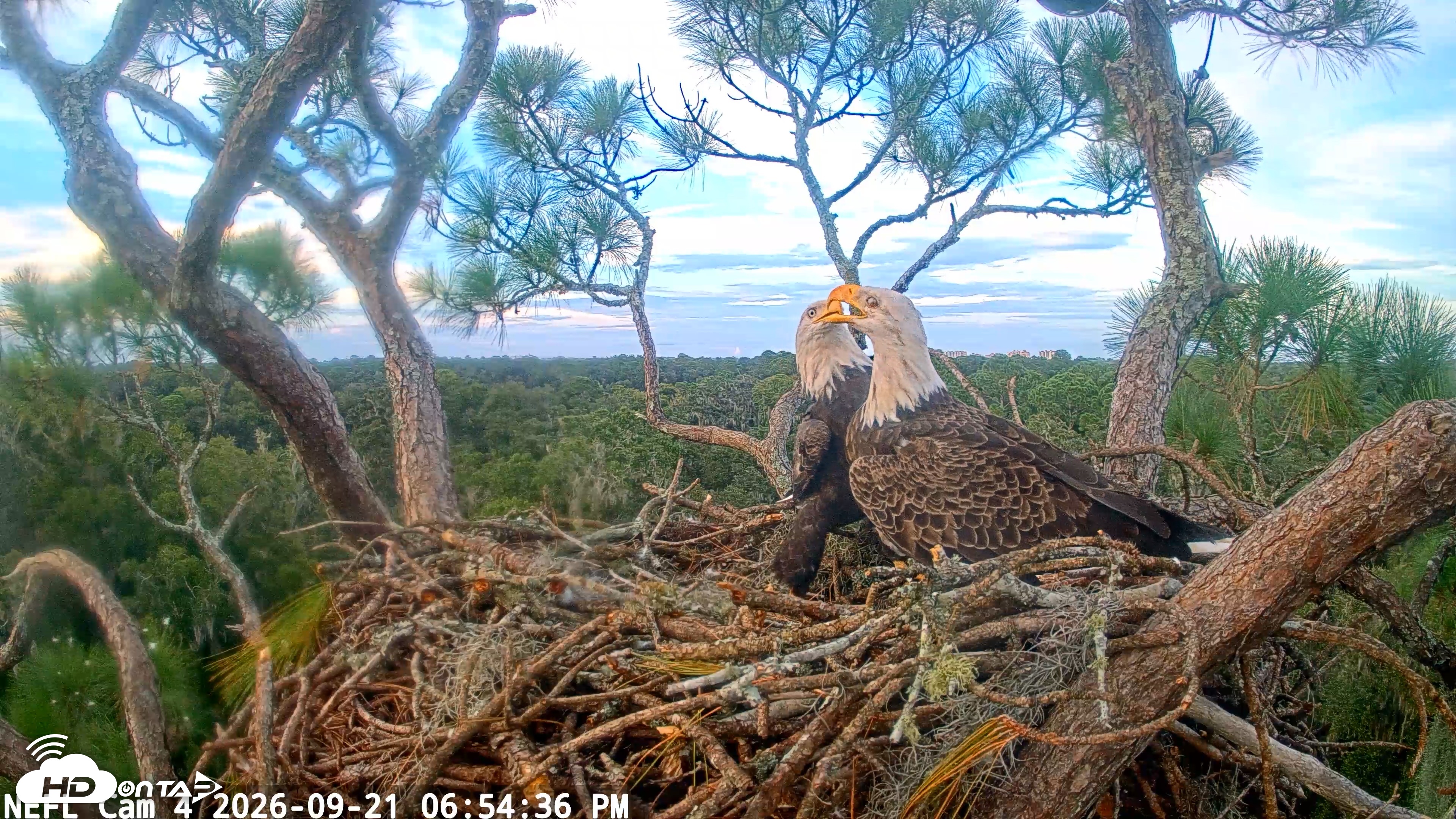 Snapshot of NE Florida Eagles Live Webcam taken Sep 21, 2026, 6:55pm EDT